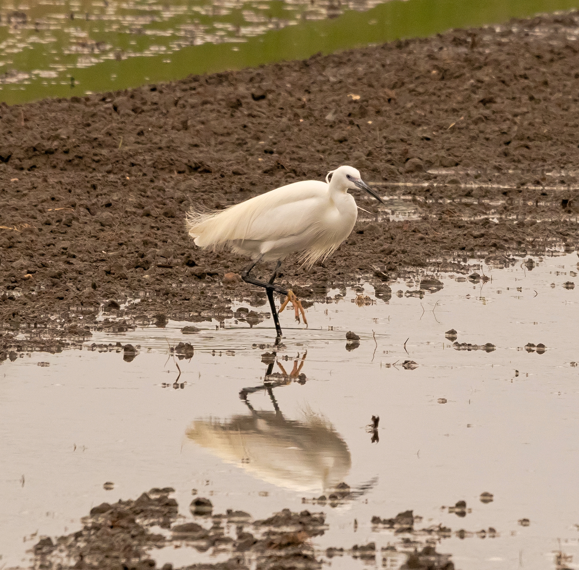 garzetta mentre cammina nella risaia 30/04/2021