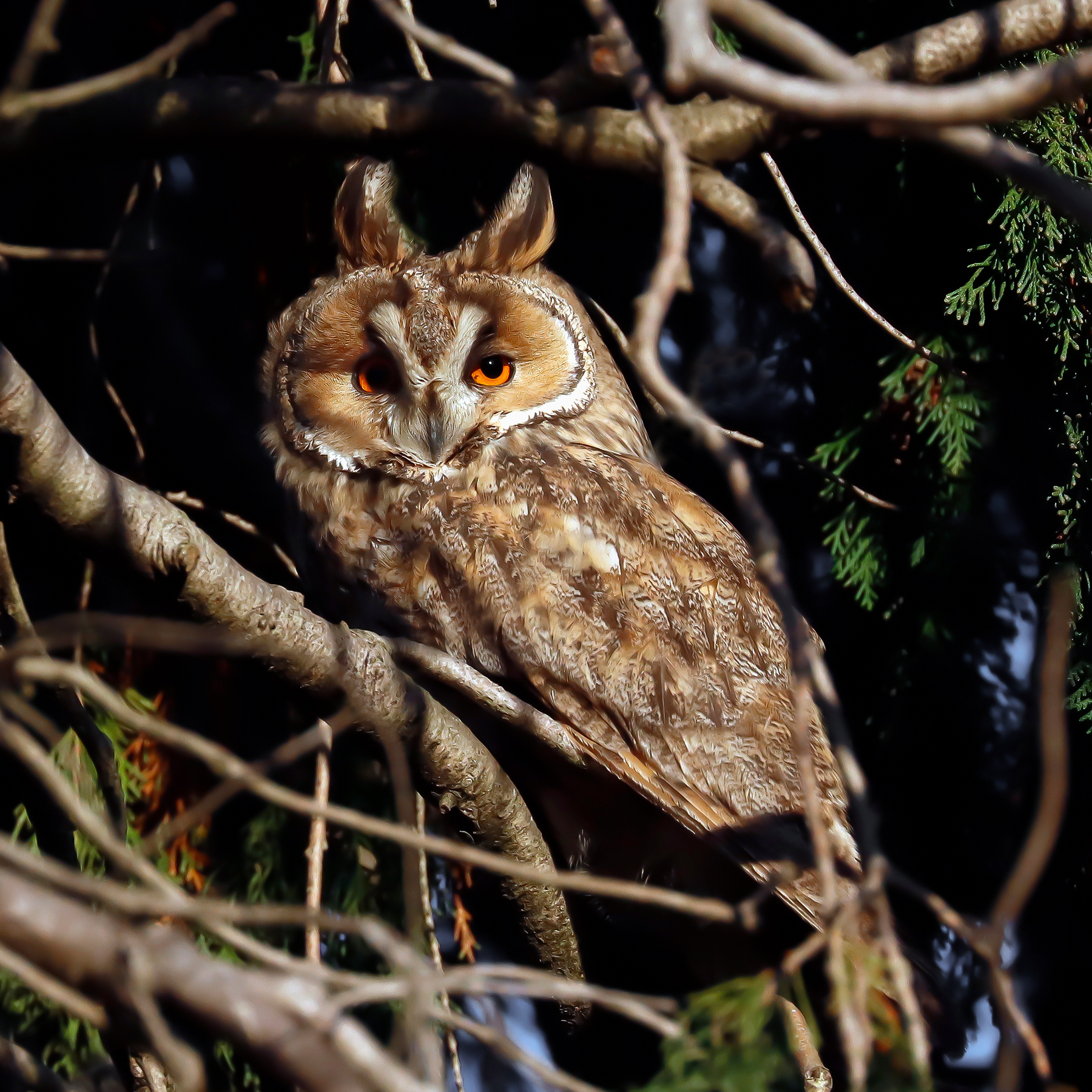 Long-eared owl