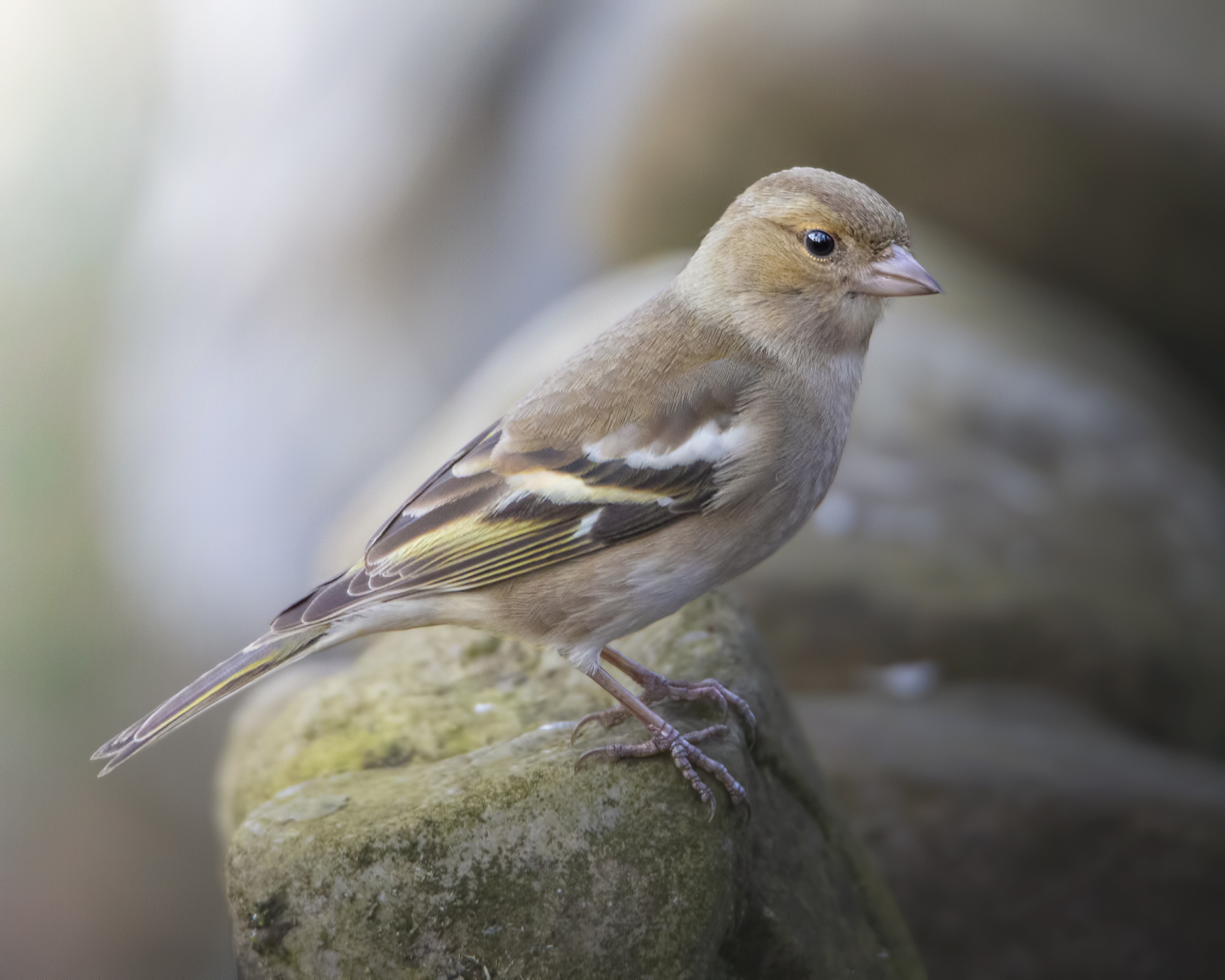 Female chaffinch
