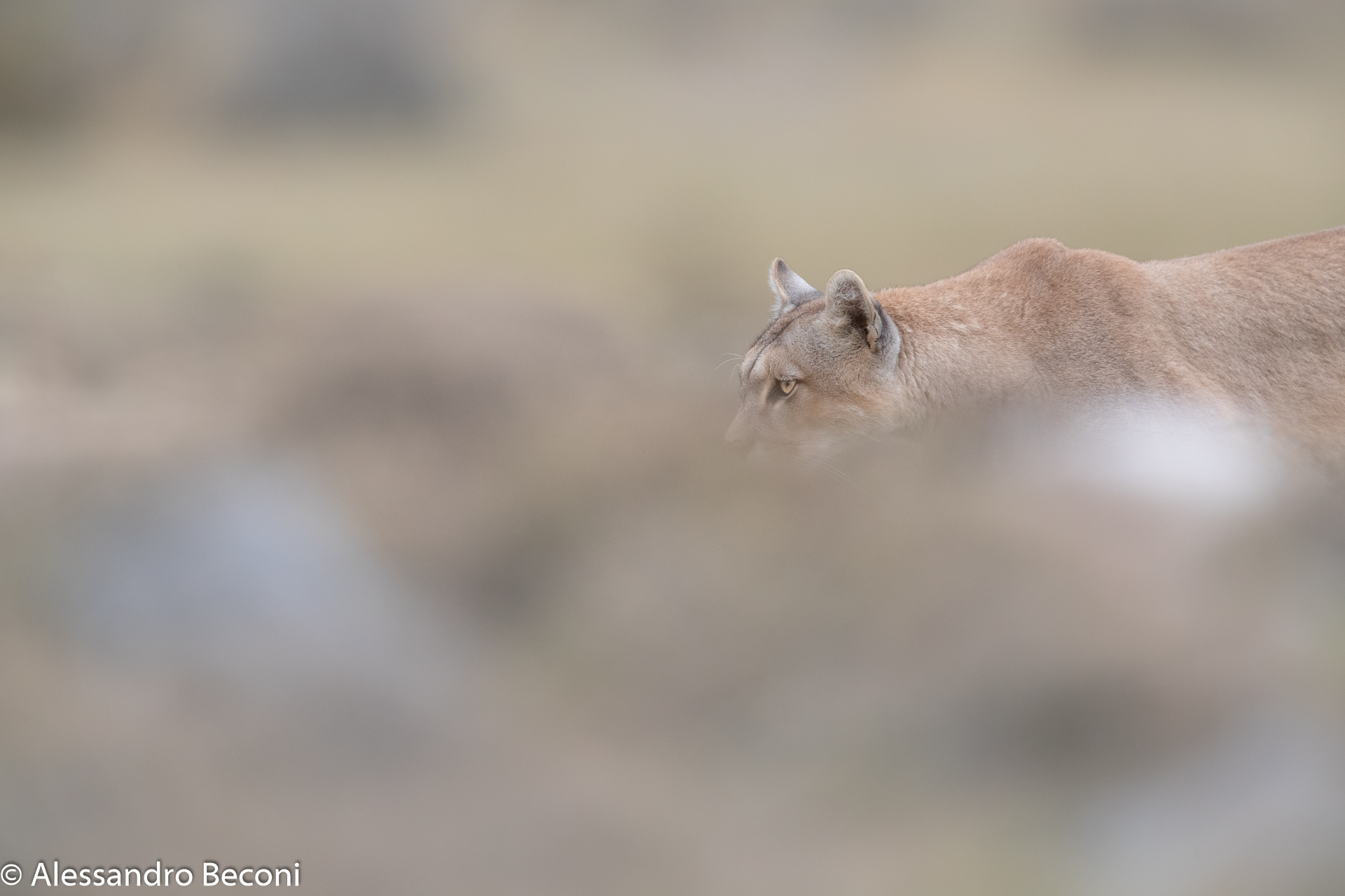 The hunt of the puma