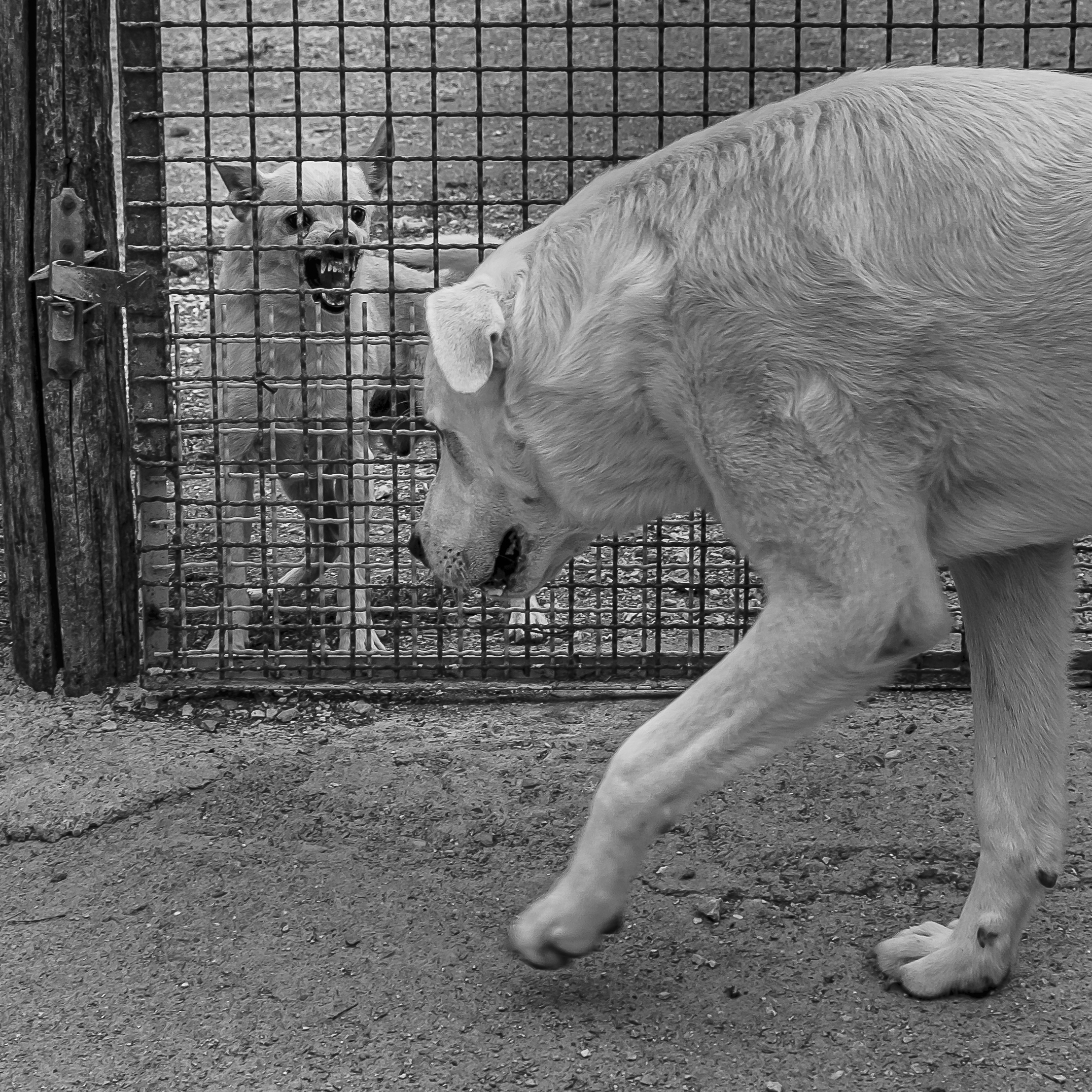 ...perché al Cavaliere bianco...
