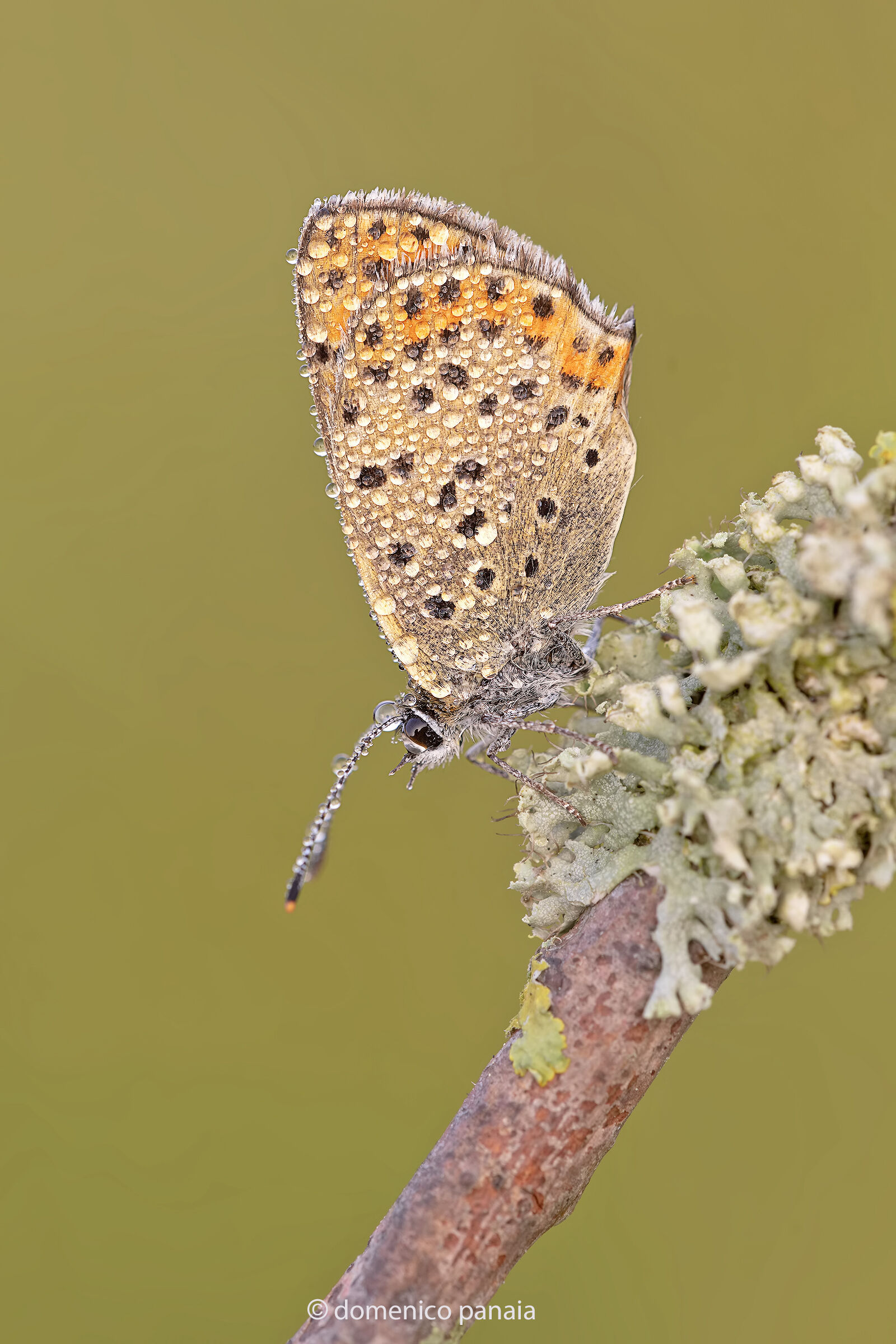 Lycaena Dispar