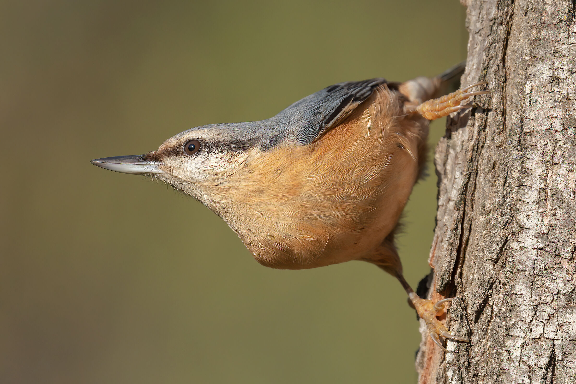 Wood nuthatch.