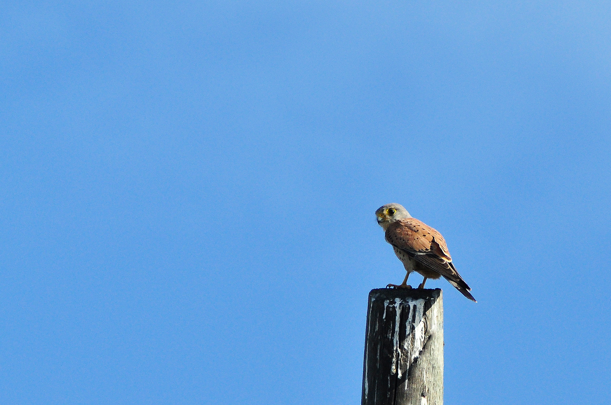 Kestrel