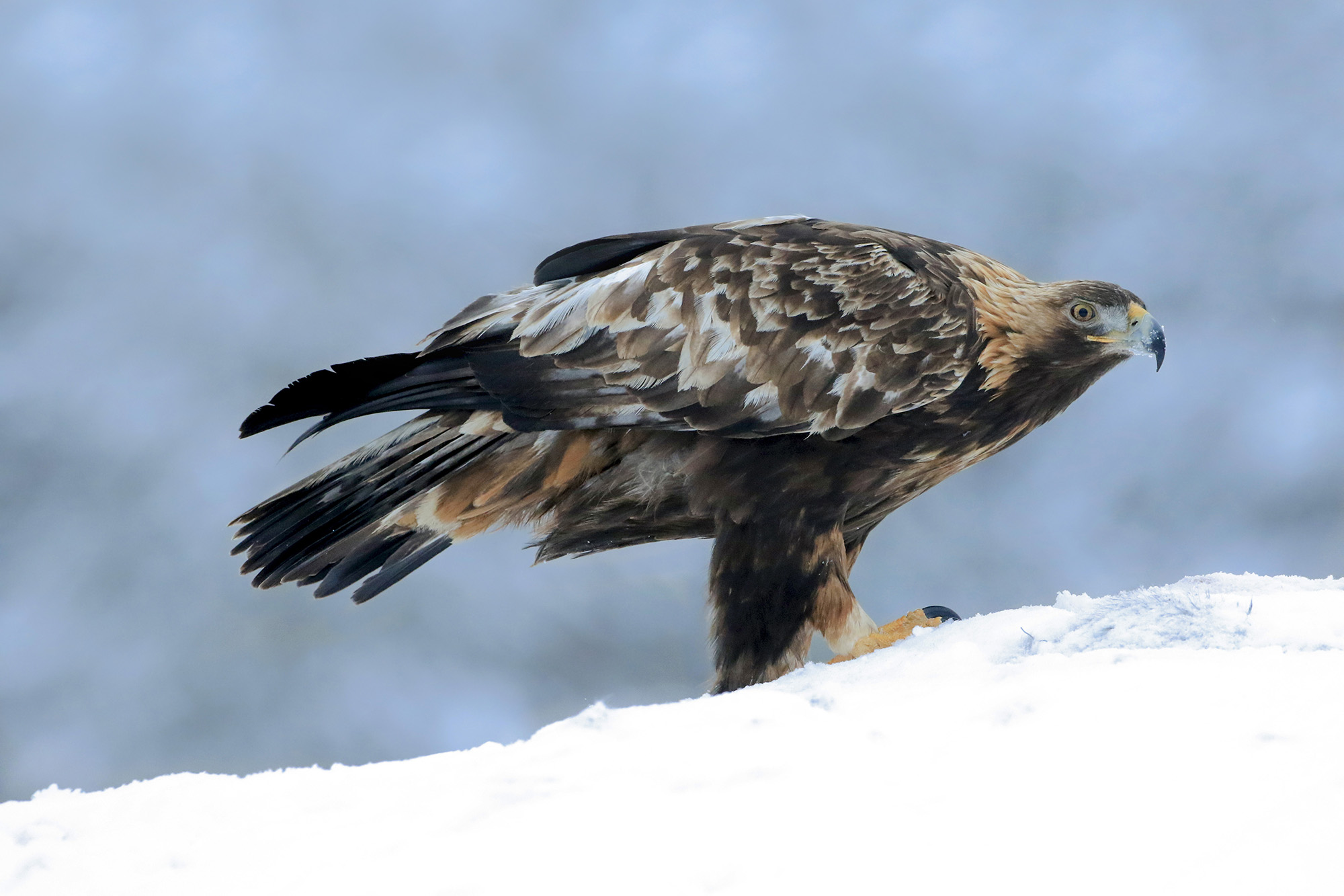 brrr che freddo, aquila reale