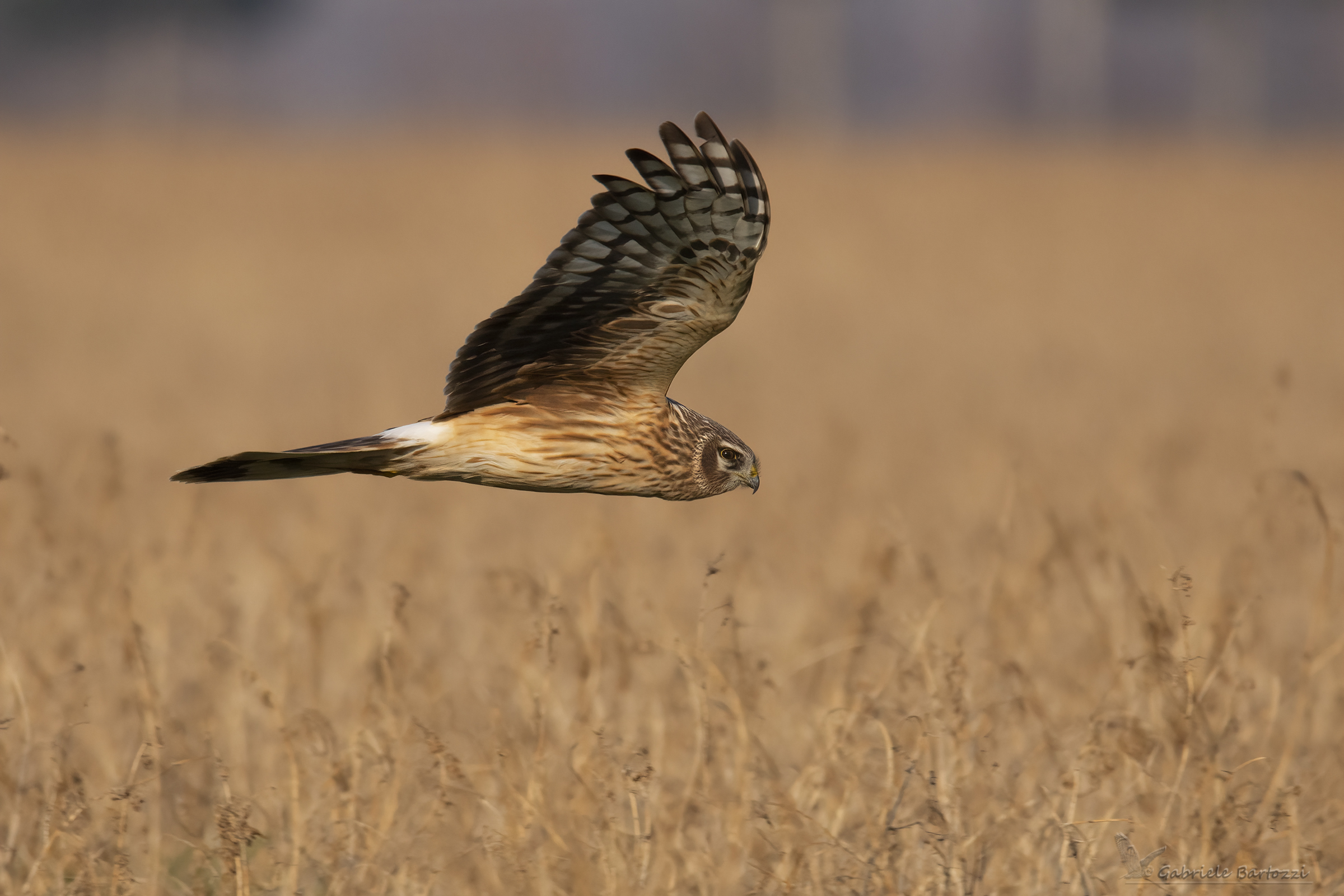 Female harrier