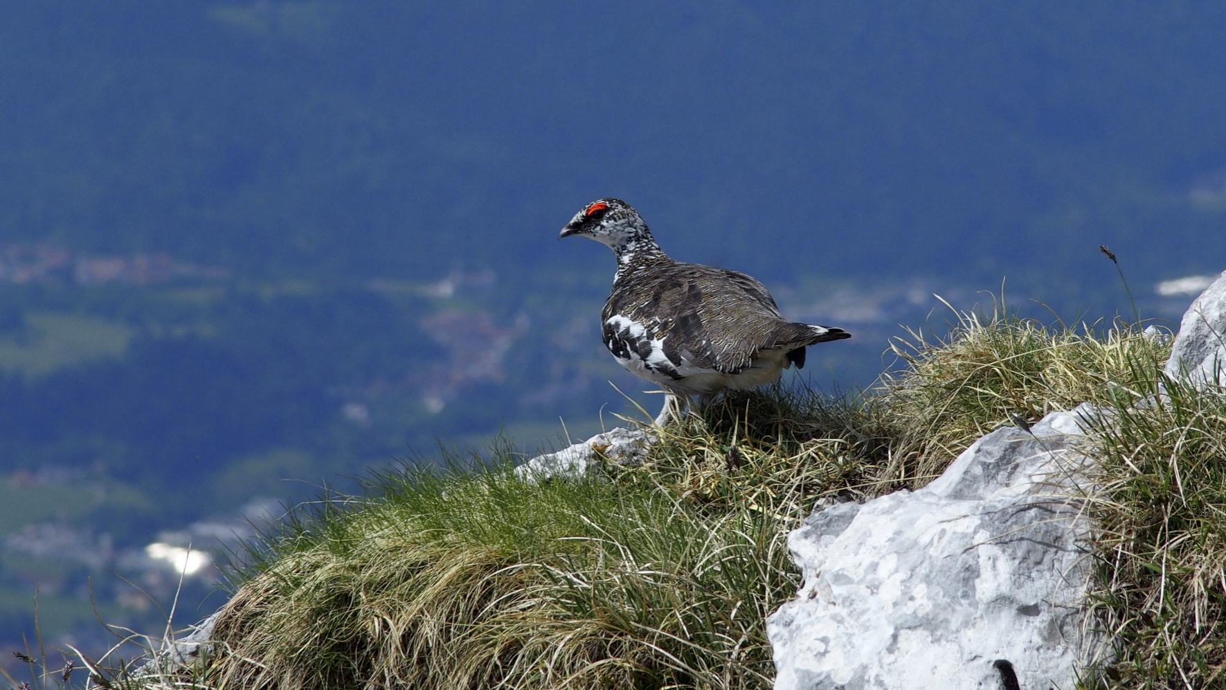 Ptarmigan