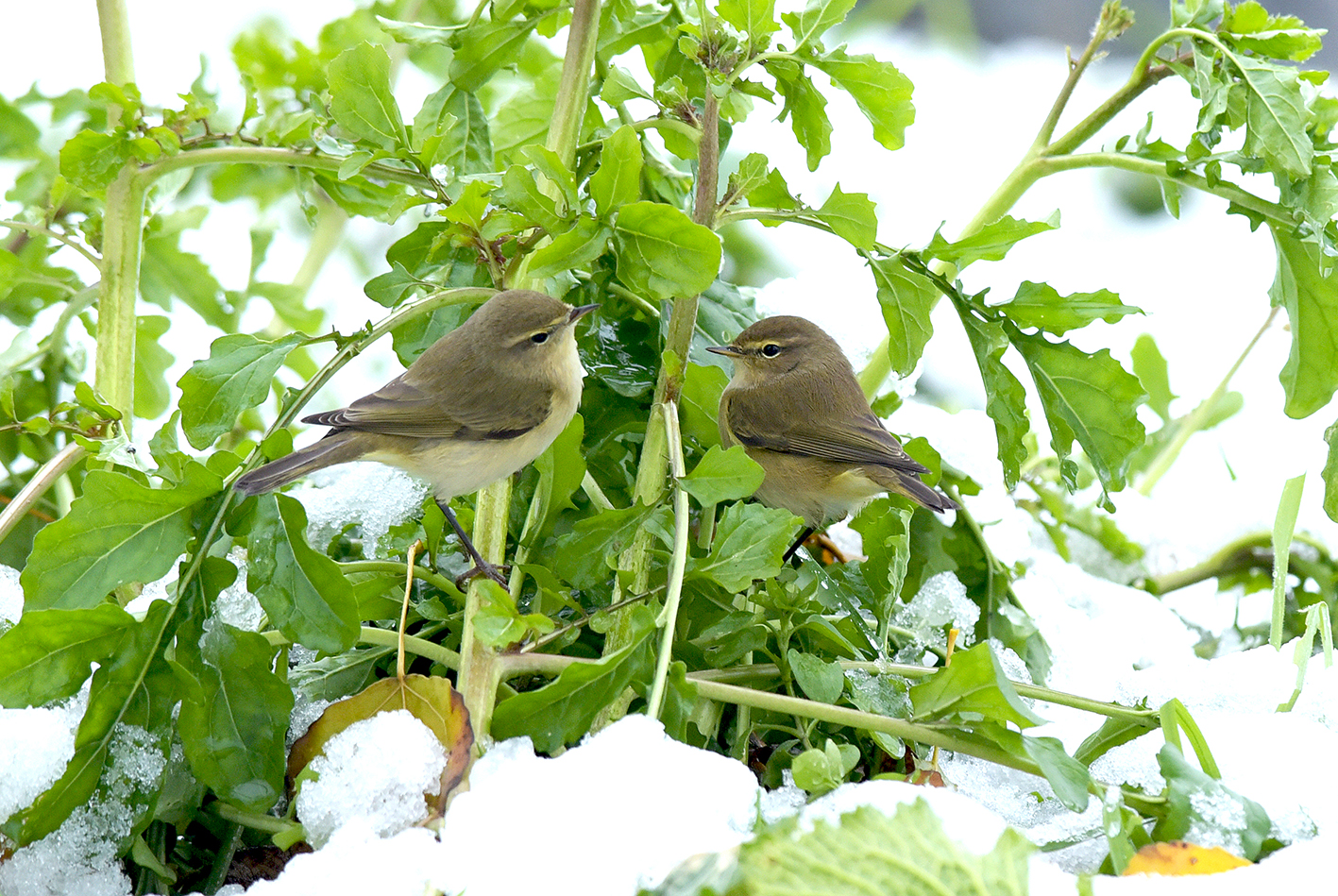 Luì & Luì : sotto la neve niente