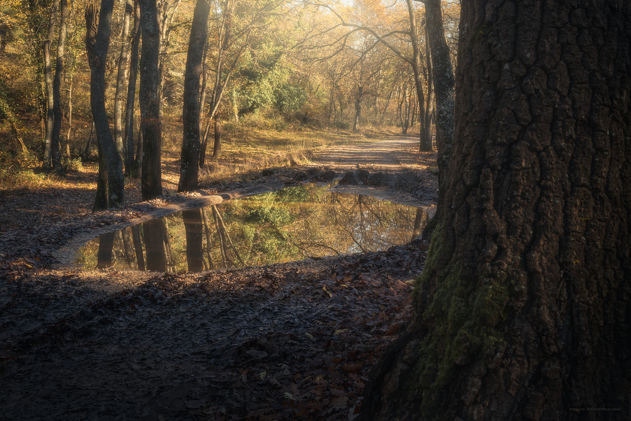 Lo specchio nel sottobosco