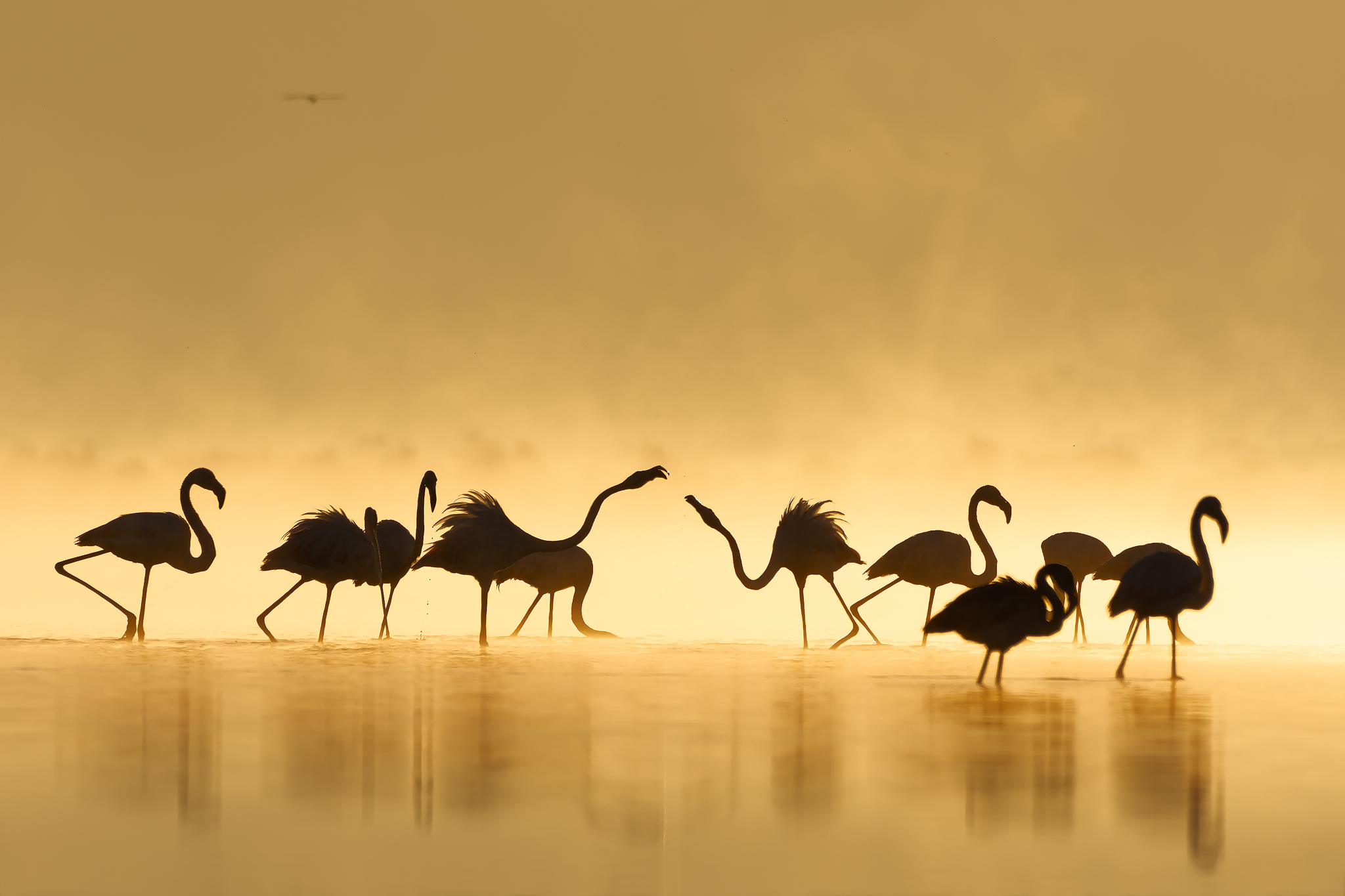 Greater flamingo in the early morning steam fog