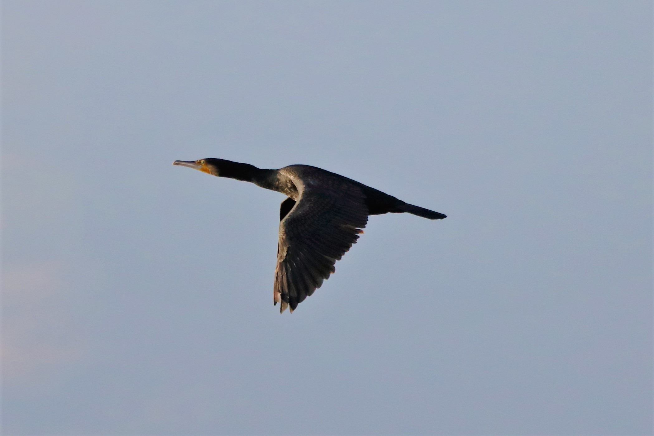 cormorant