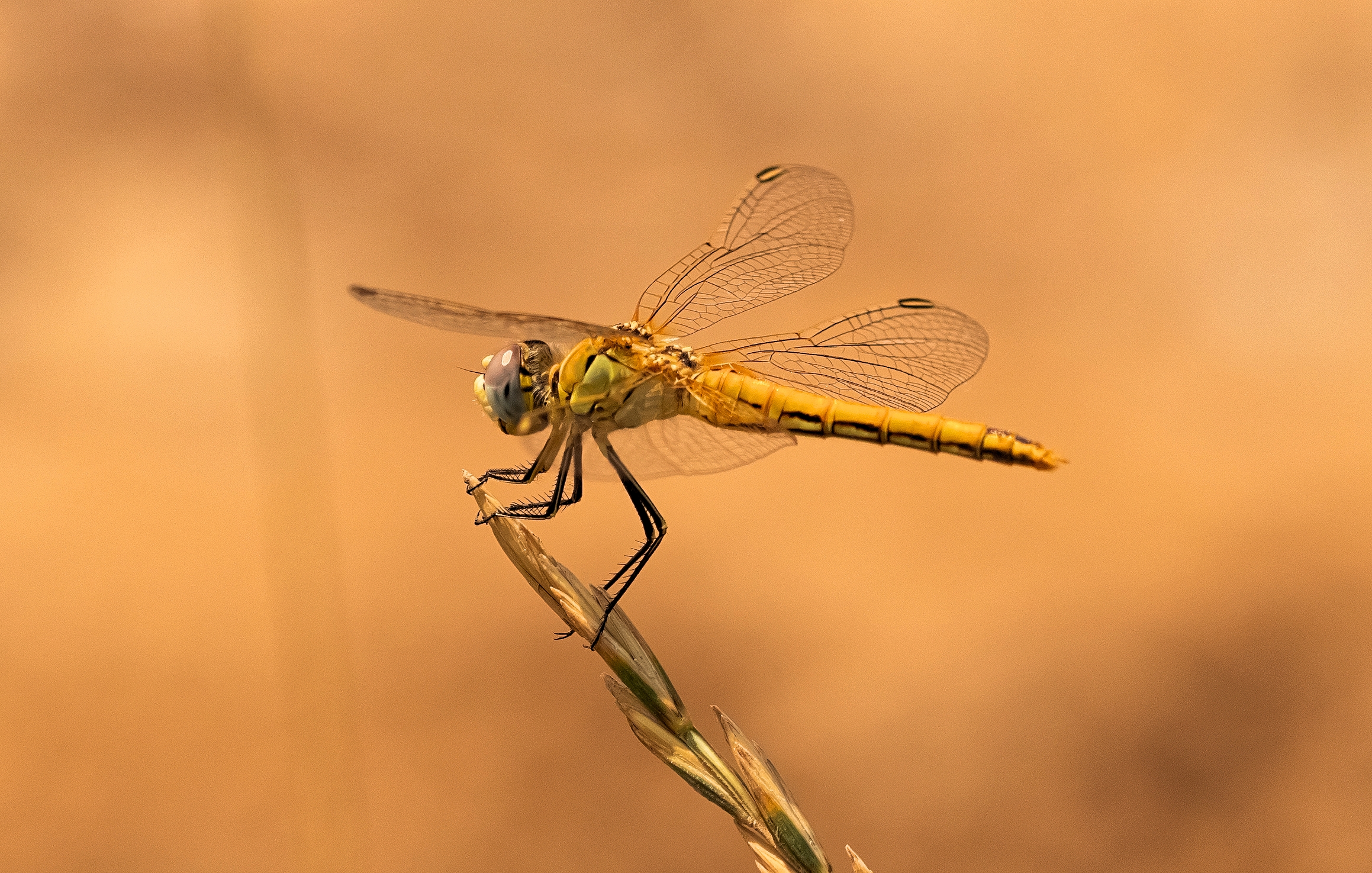 libellula cardinale venerosse femmina 31/07/2021