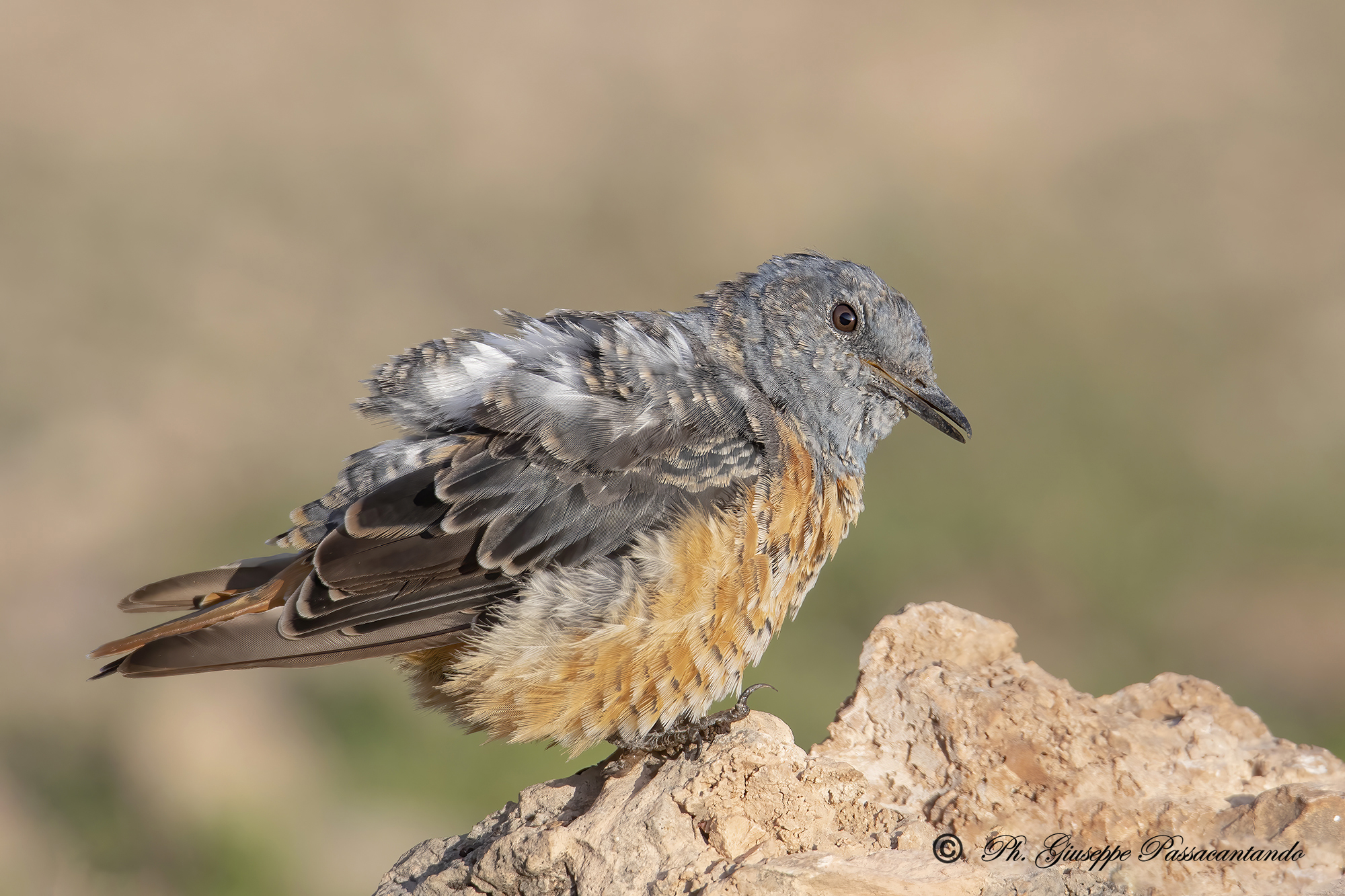 male redstart in wetsuit