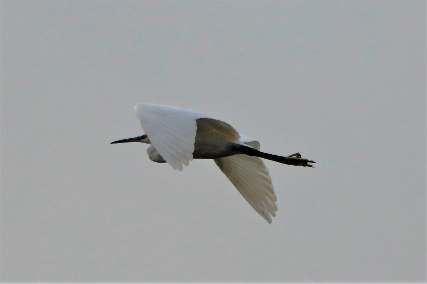 egret