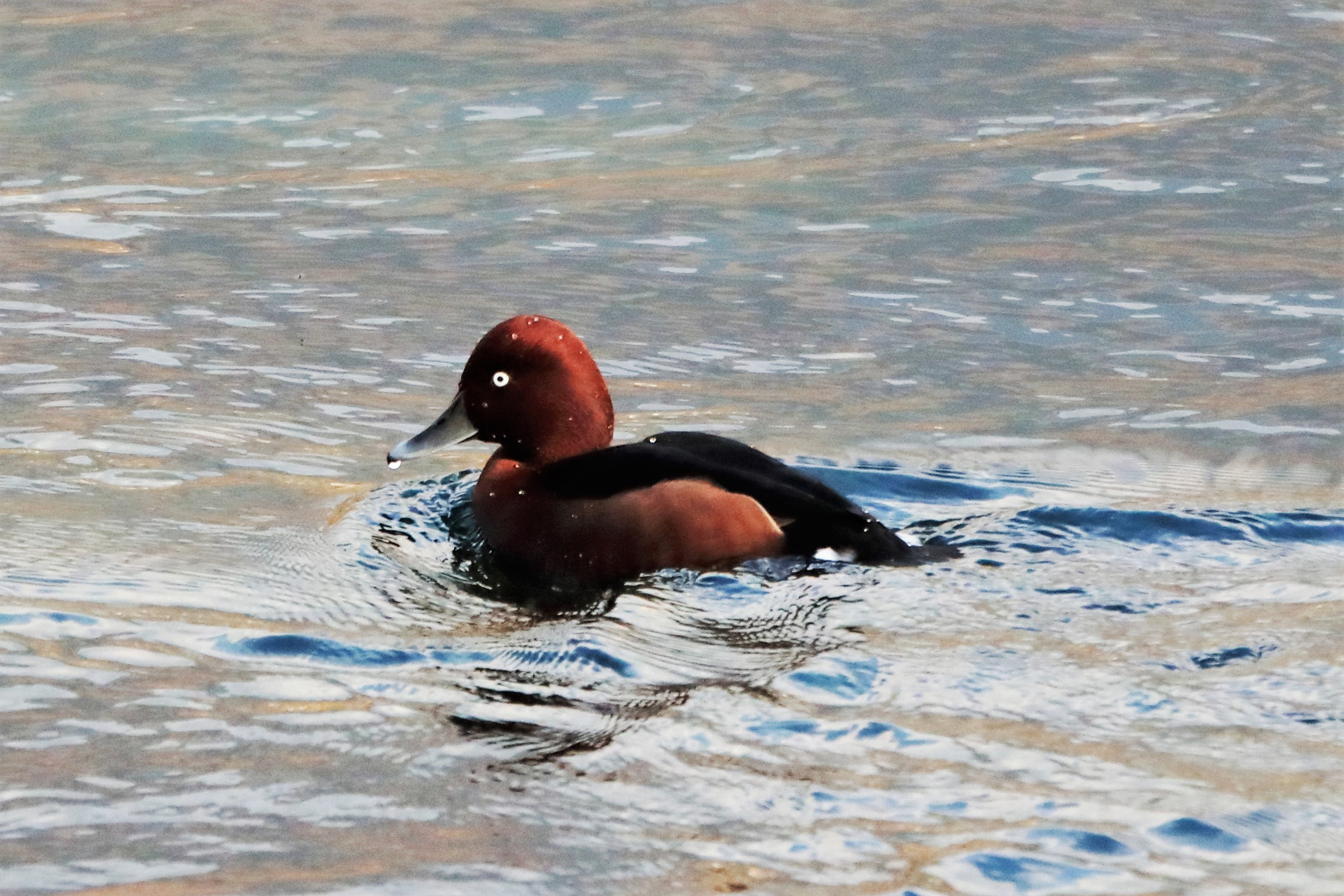 ferruginous duck
