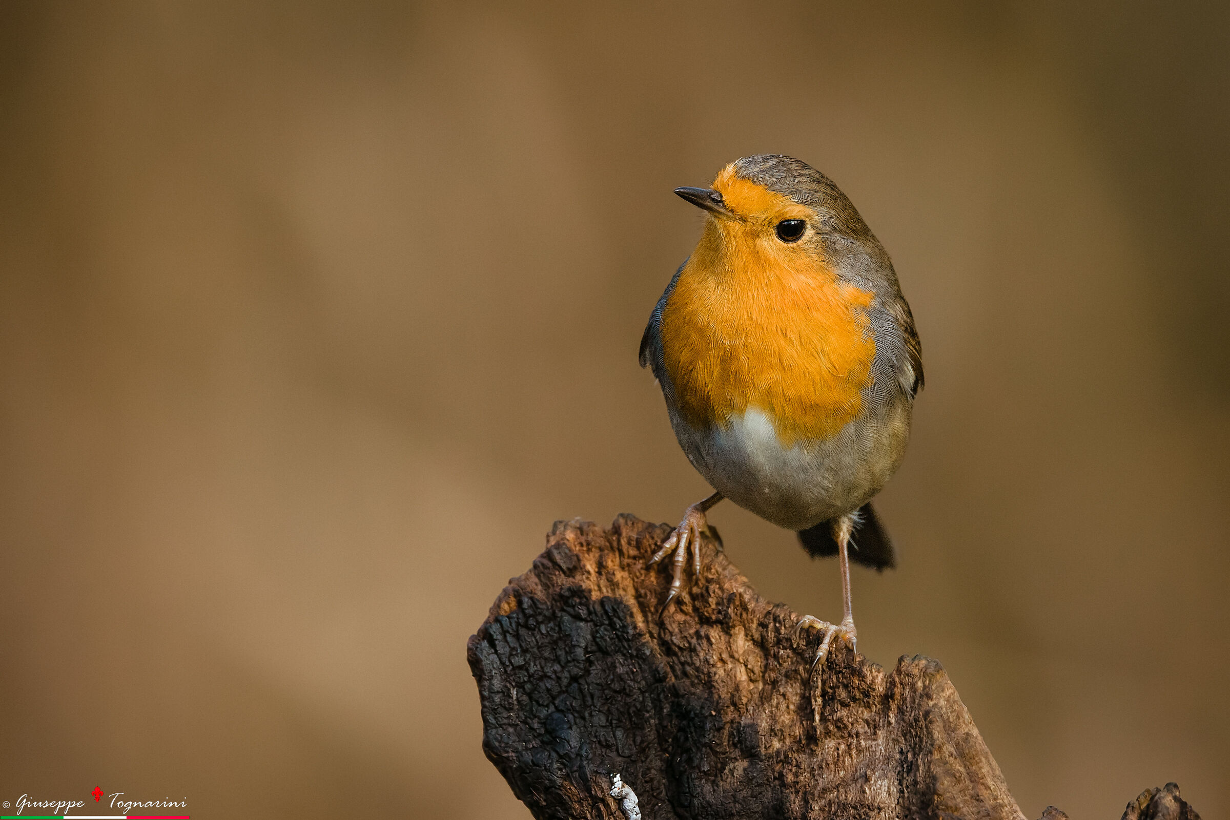 Robin n.2