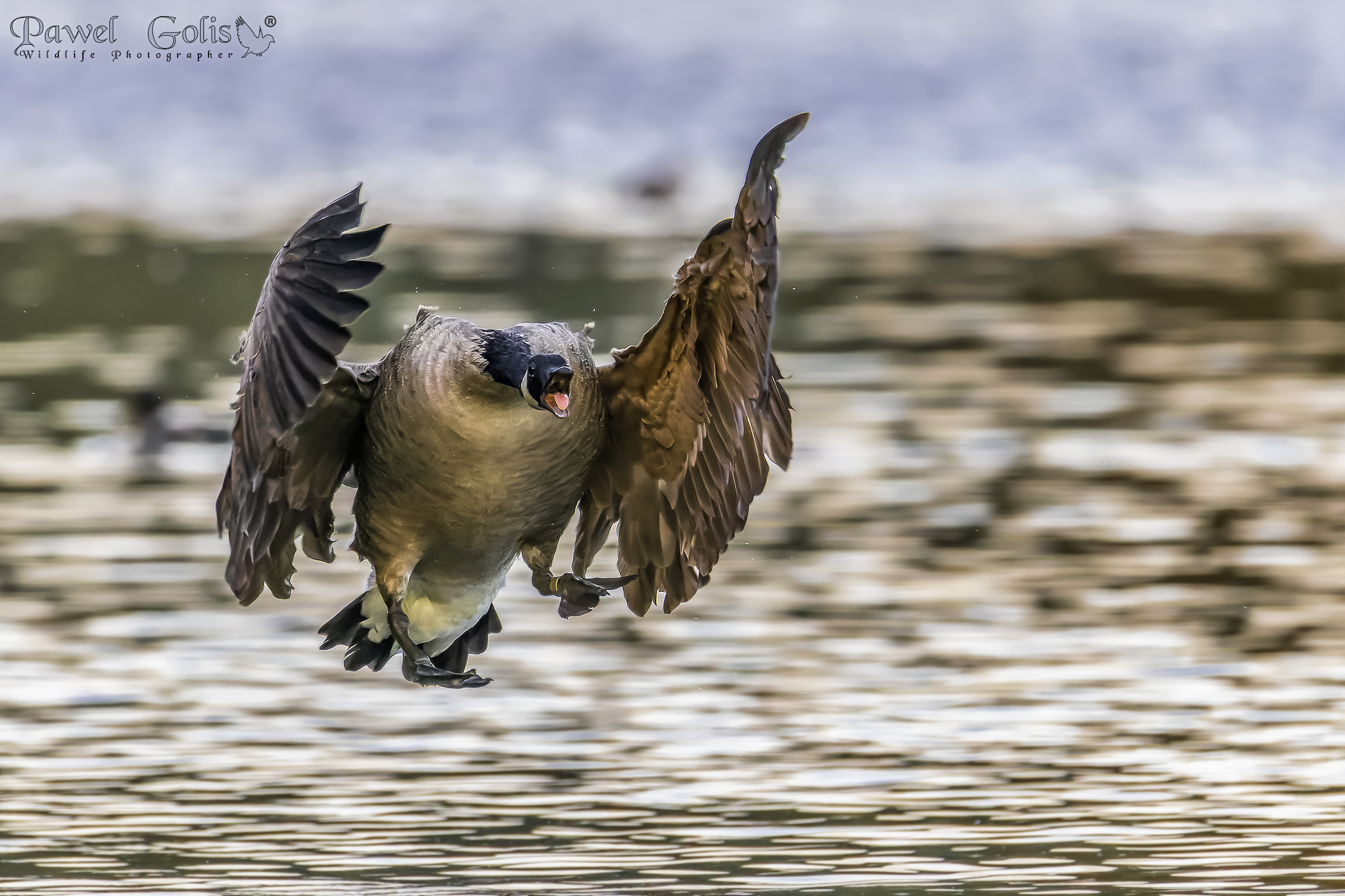 Oca canadese (Branta canadensis)