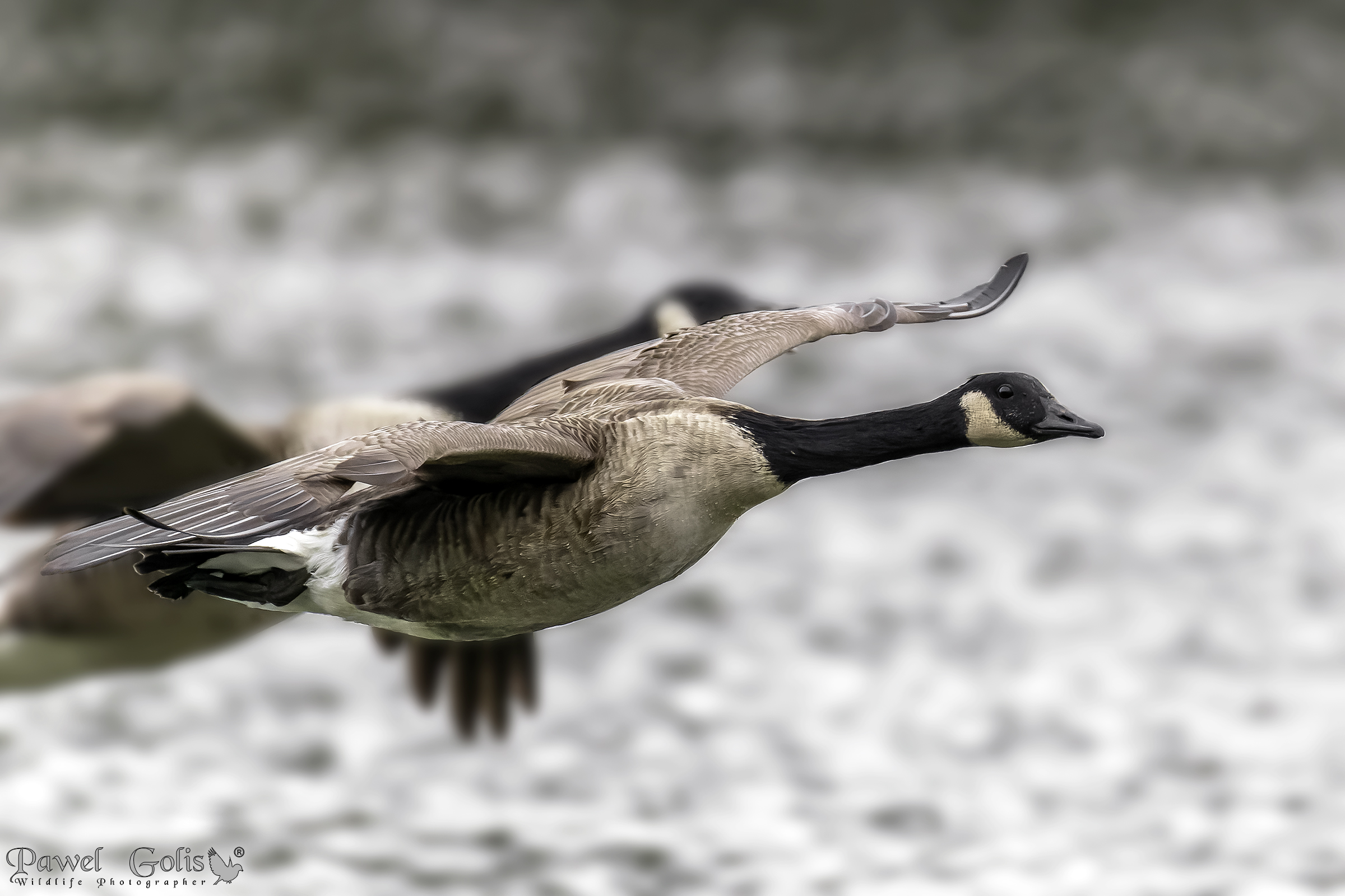 Oca canadese (Branta canadensis)