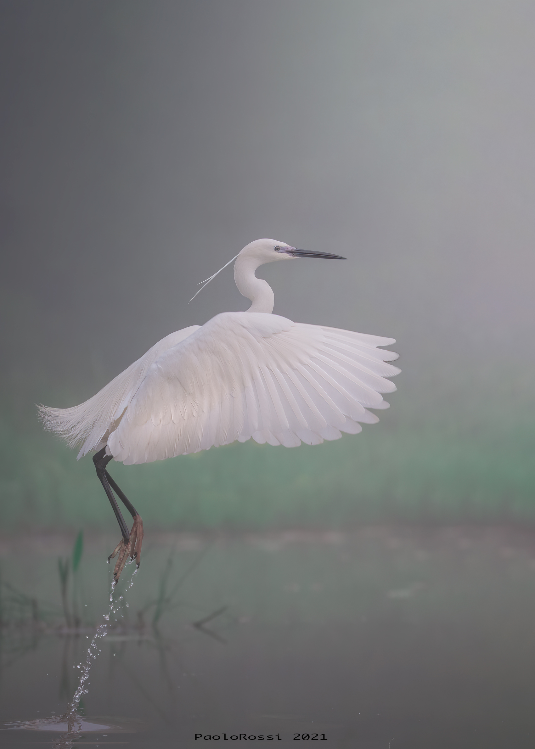 Egret in the fog...