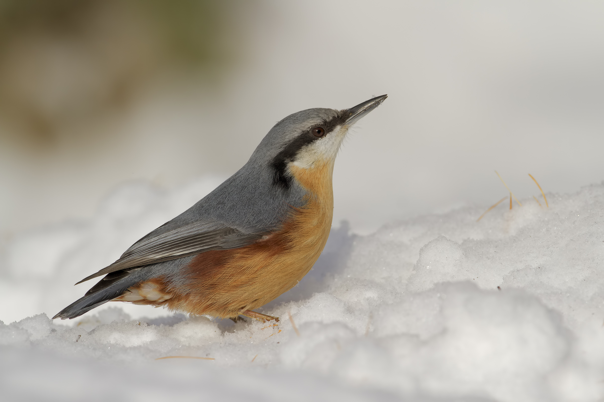 Wood nuthatch