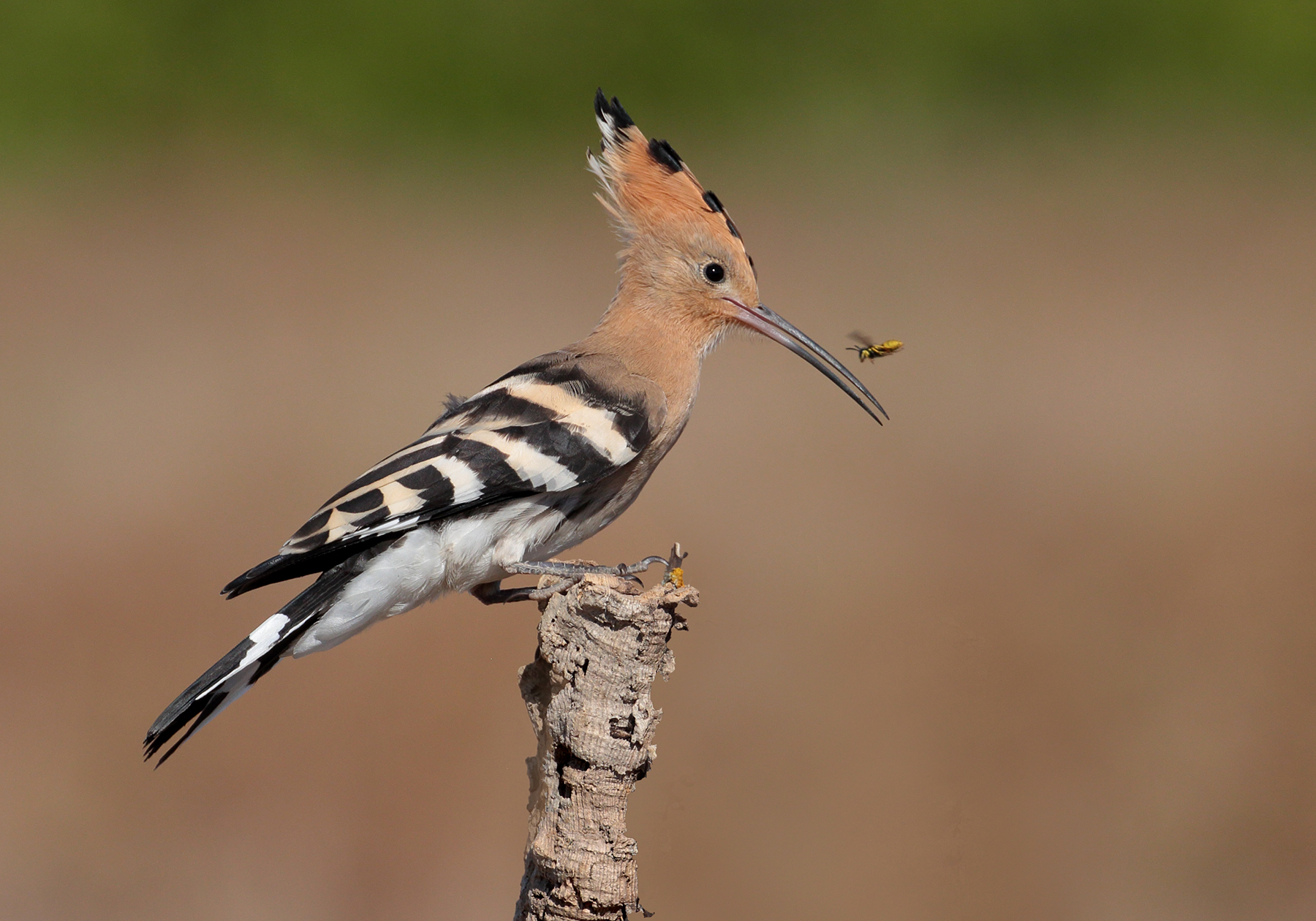 hoopoe.