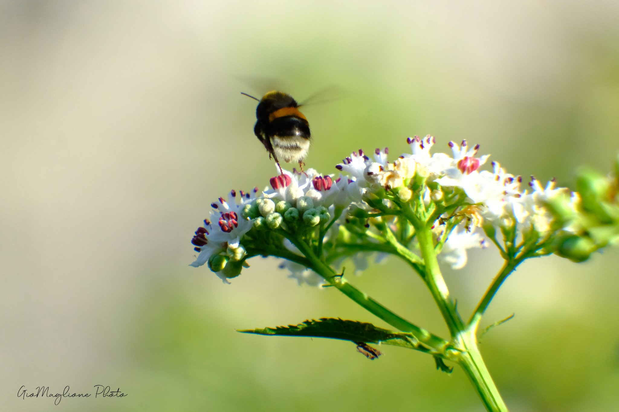 Bumblebee at the picking of goods
