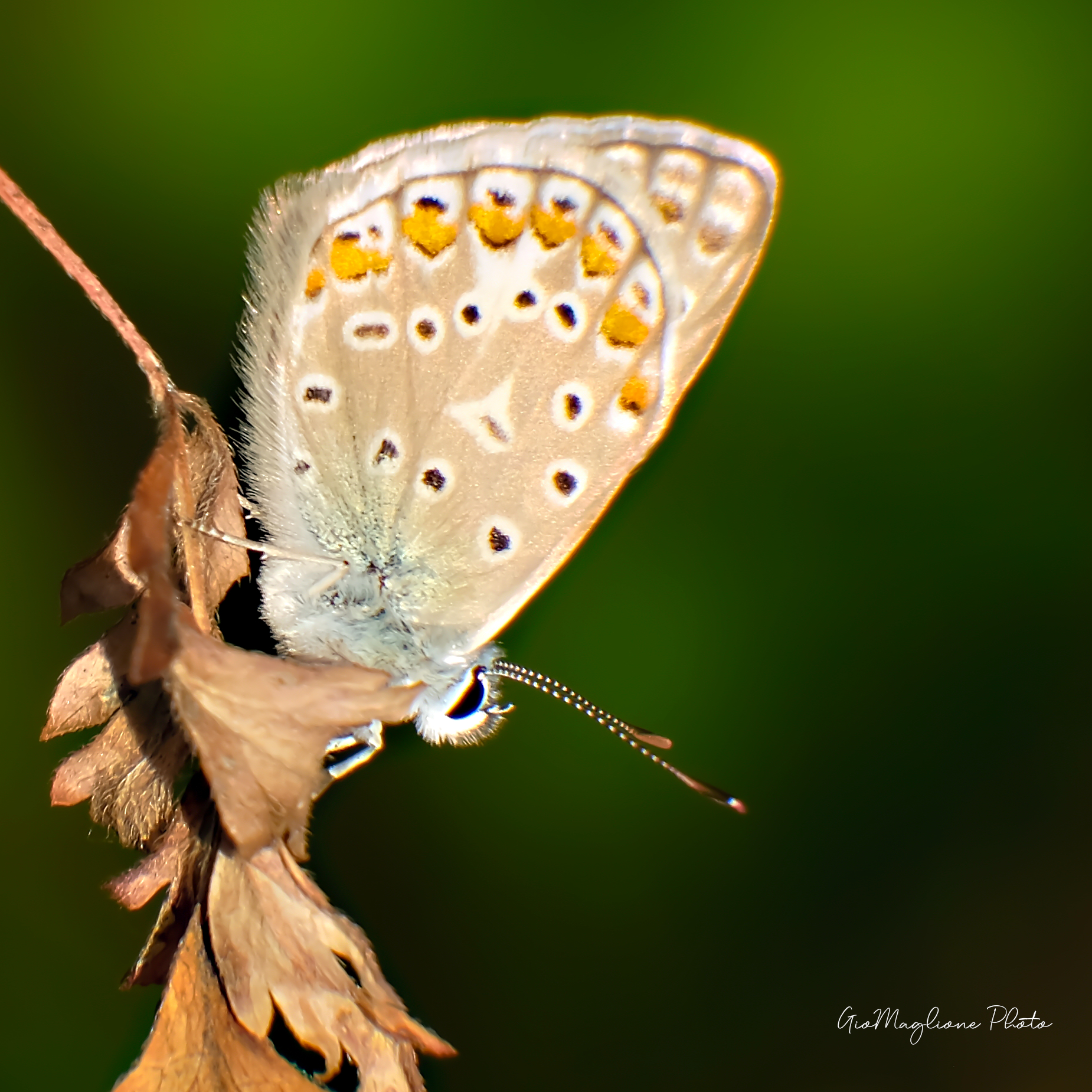 Butterfly upside down