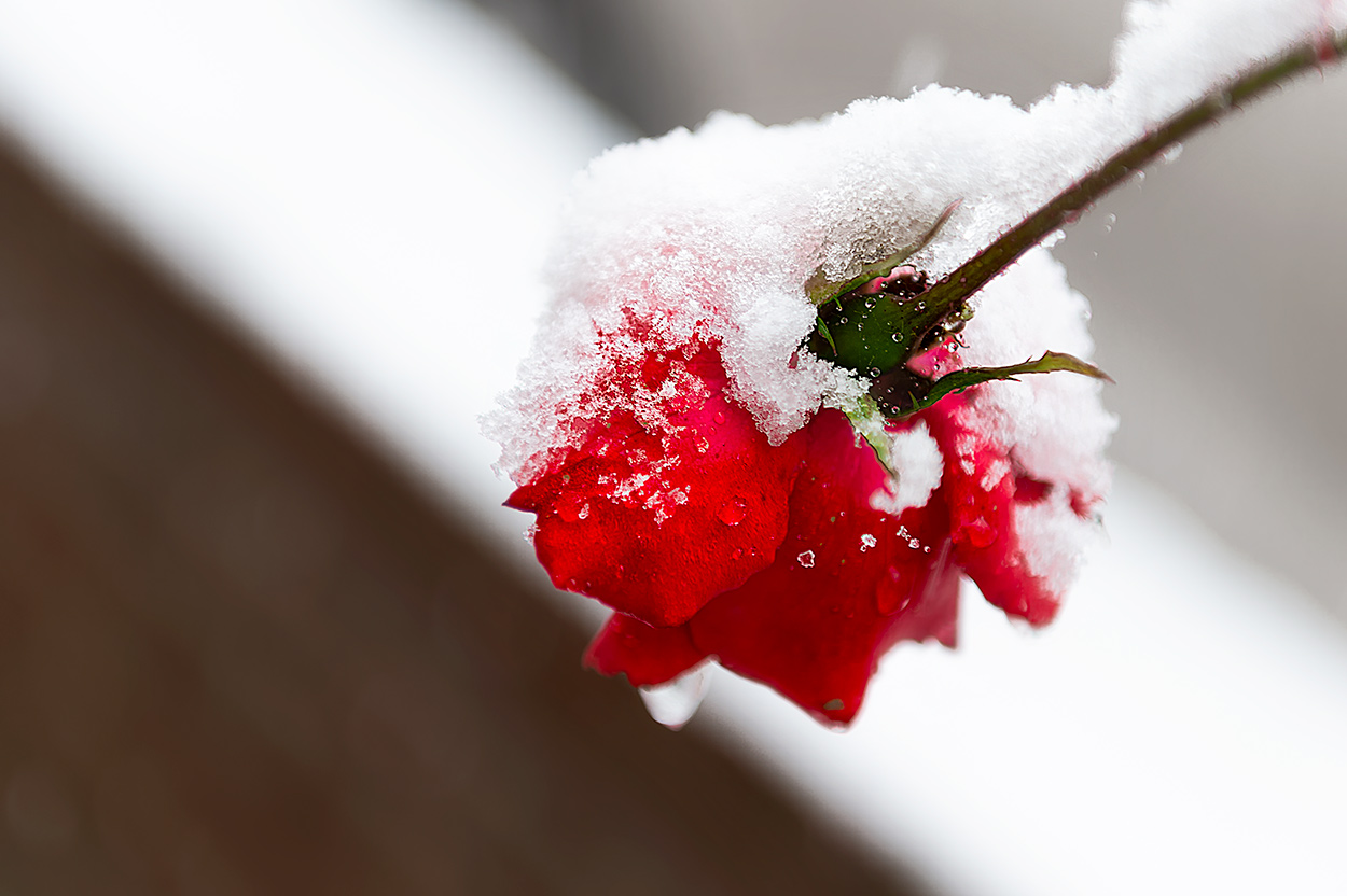 covered with crystals