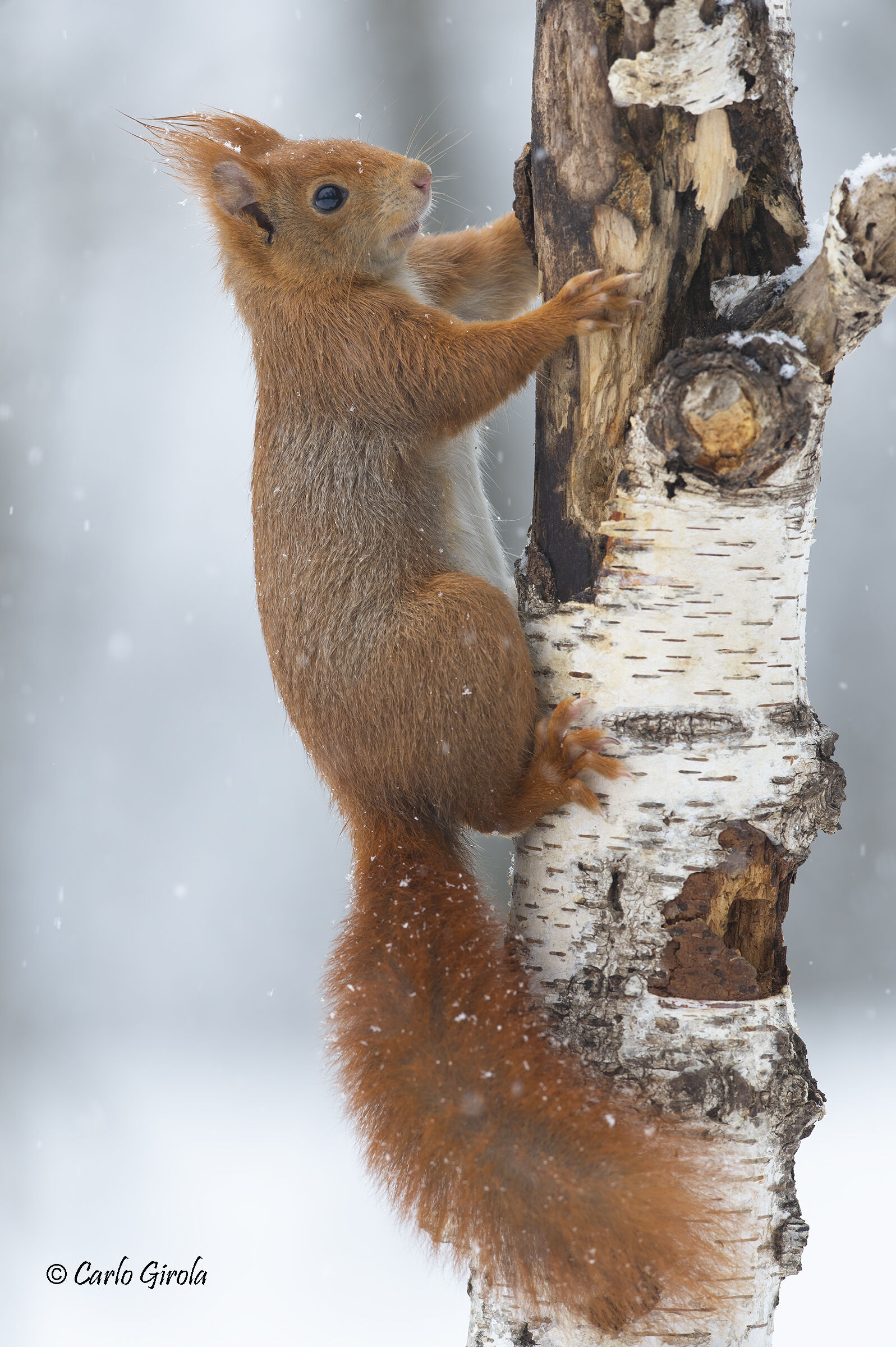 Squirrel (Sciurus vulgaris)