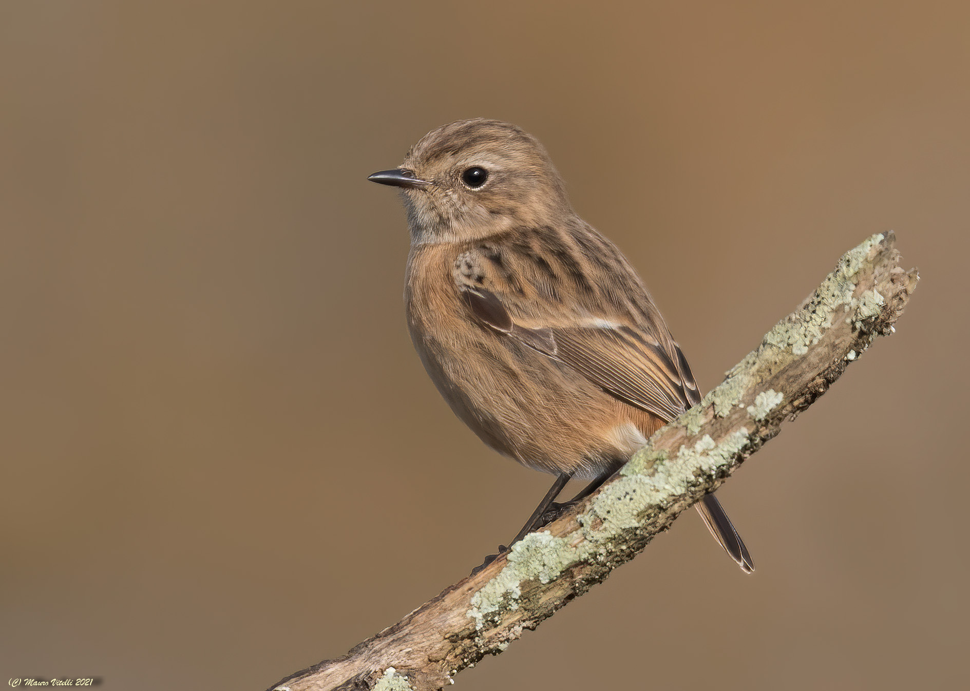 Saltimpalo (Saxicola torquatus)