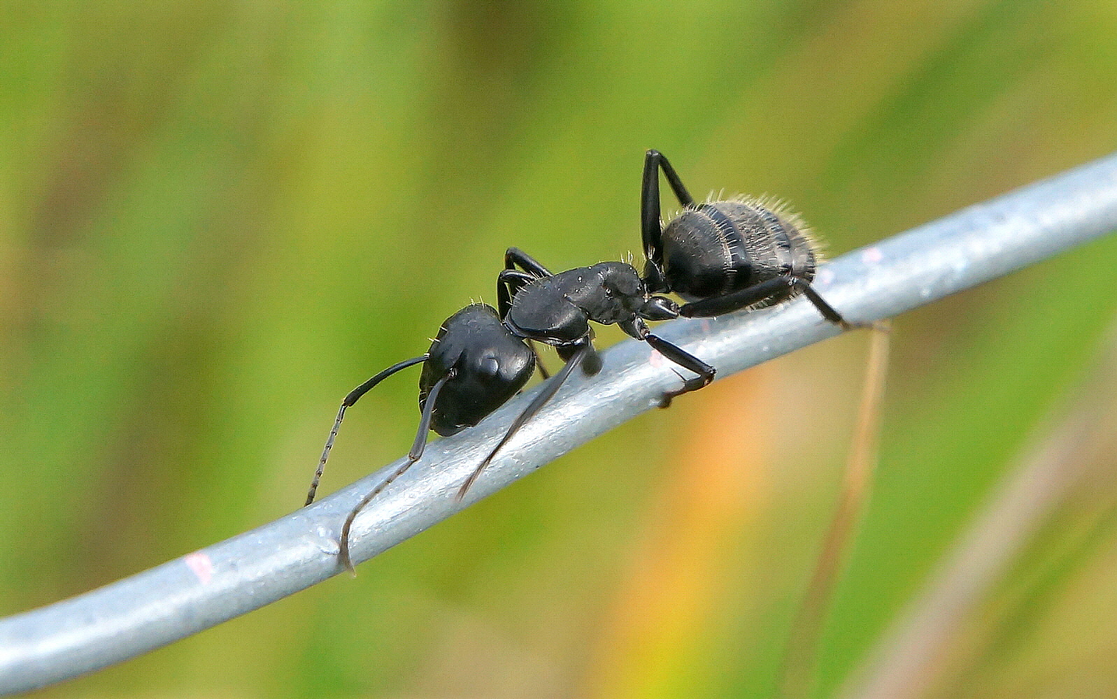 Scusa ma vado di fretta!