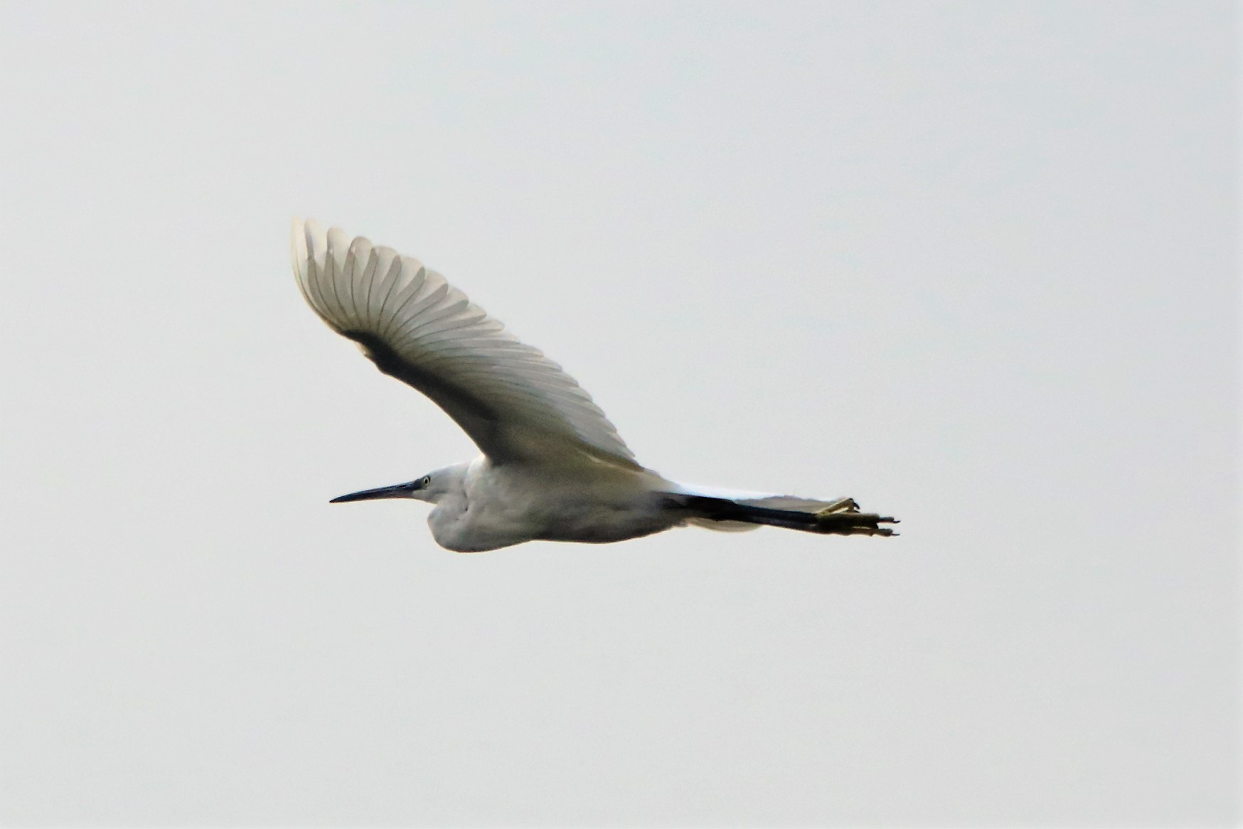 egret