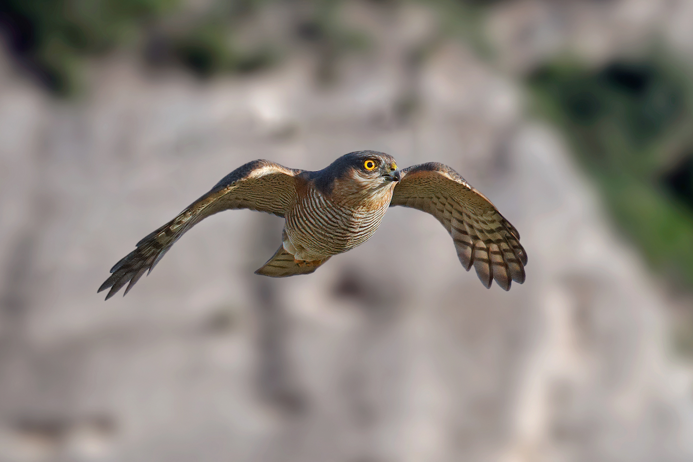 Sparrowhawk