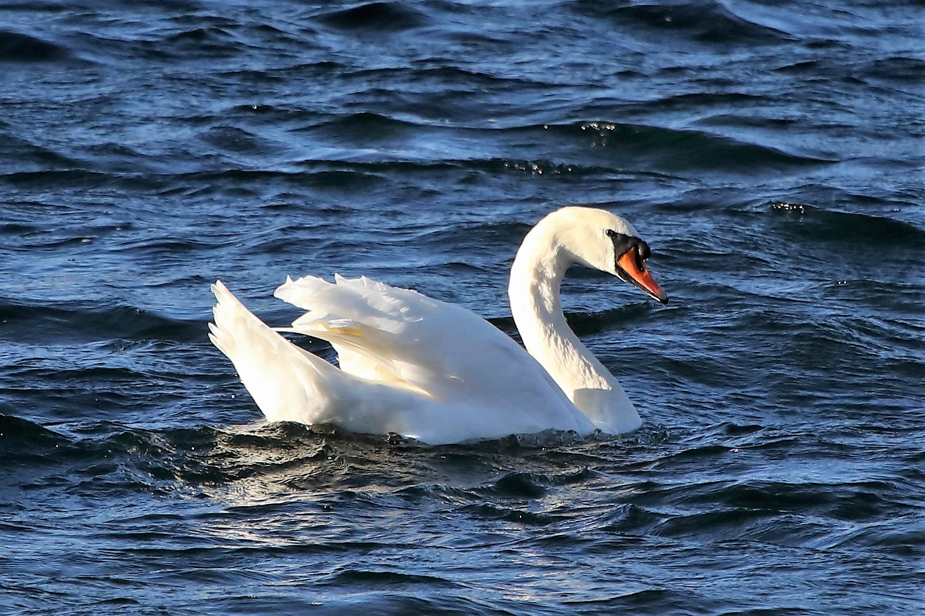 swan