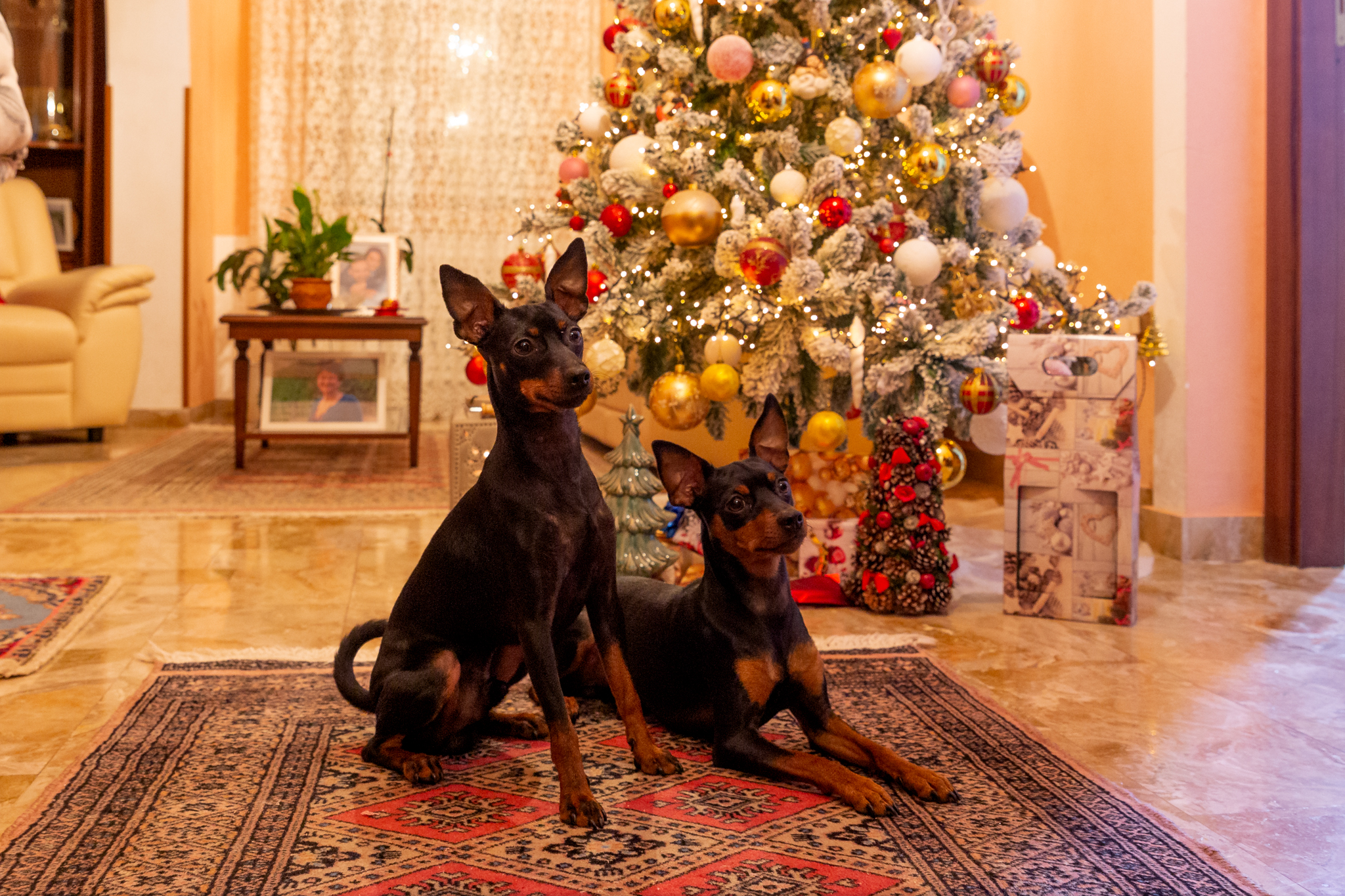 Pepe e Totò . i guardiani dell'albero .