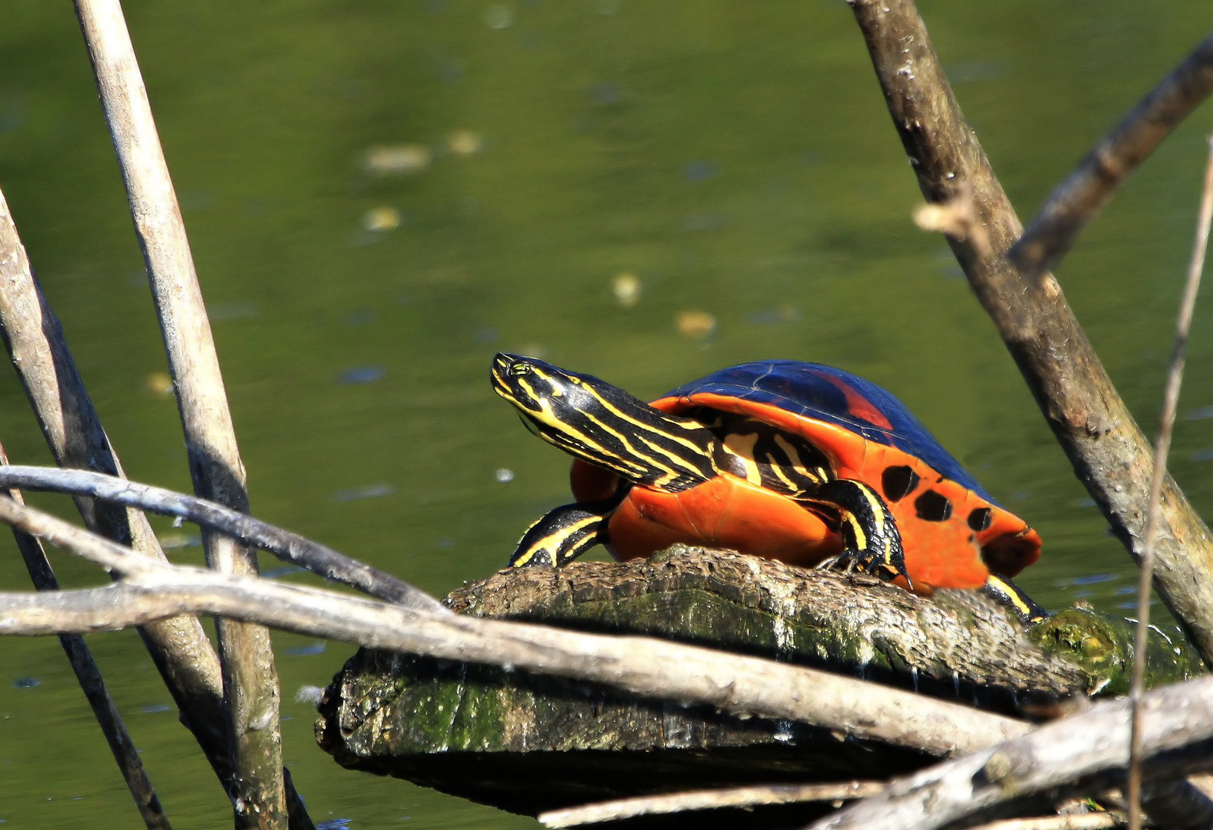 Northern Rosso-gonfiato Cooter