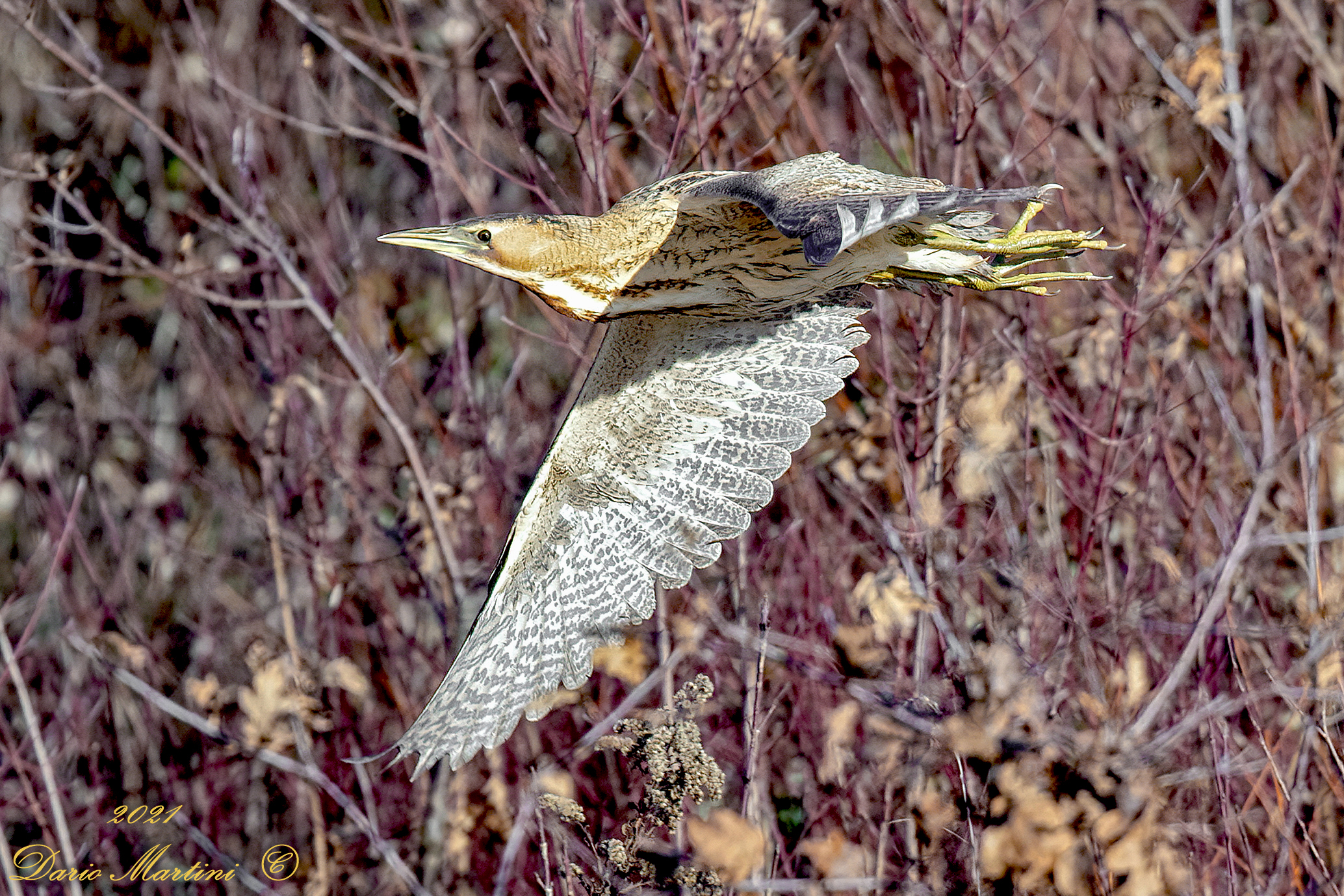Il volo del Tarabuso