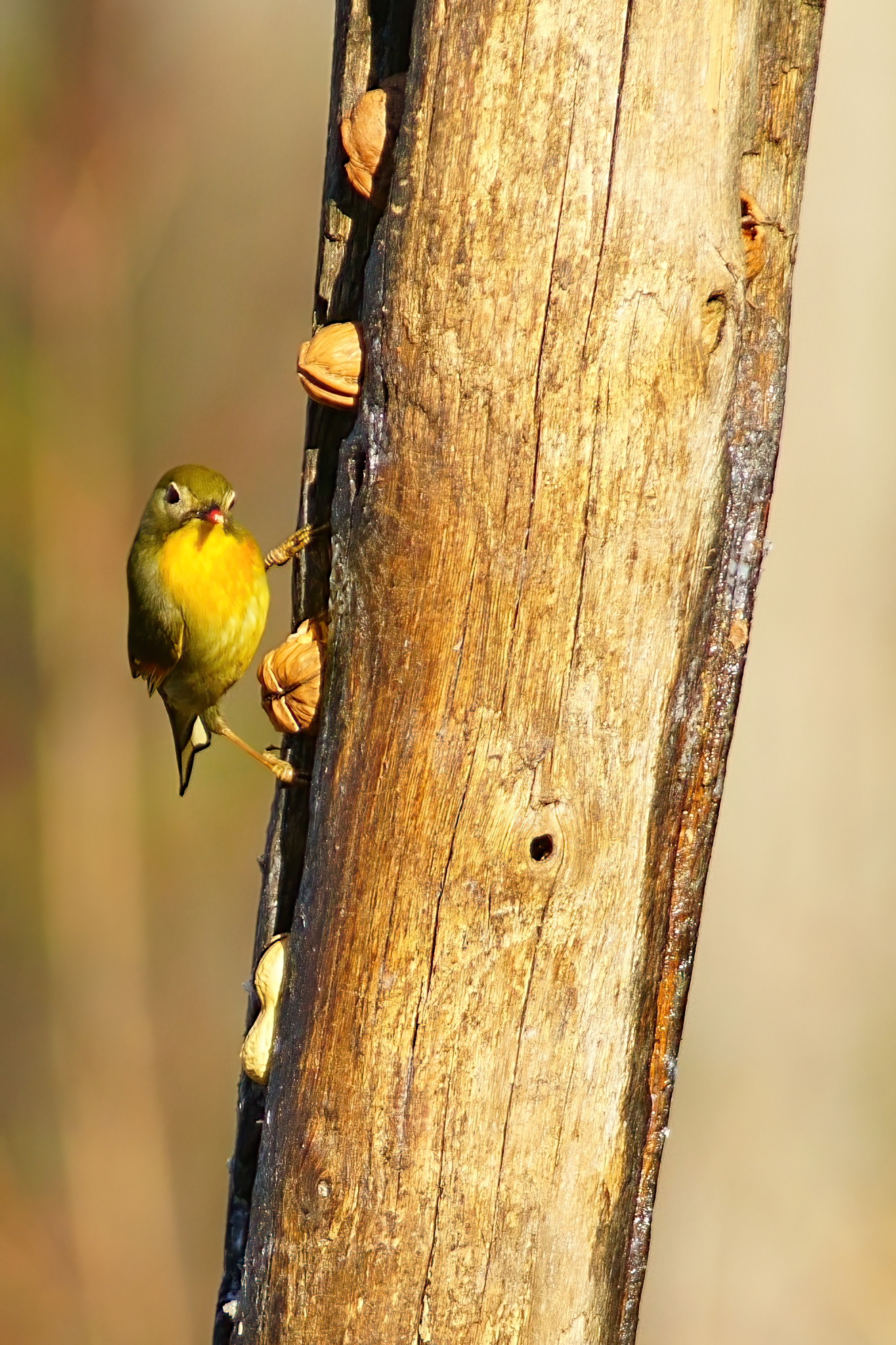 Usignolo del Giappone