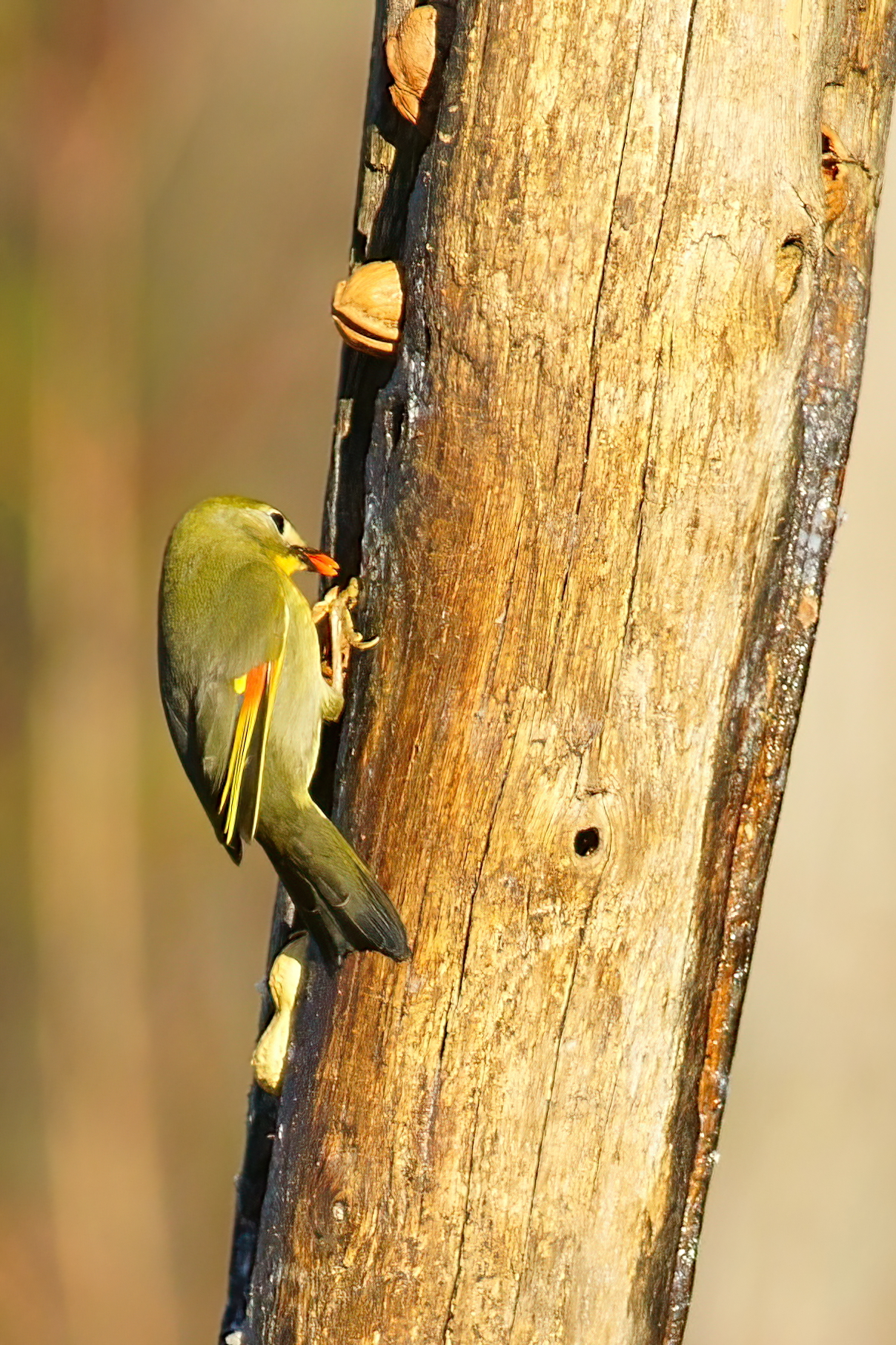 Usignolo del Giappone