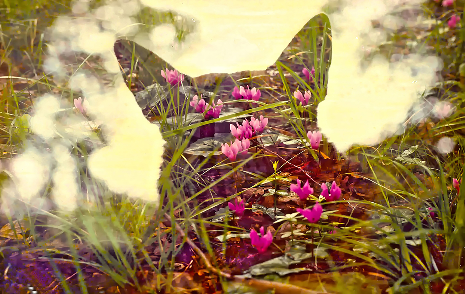 midsummer dream