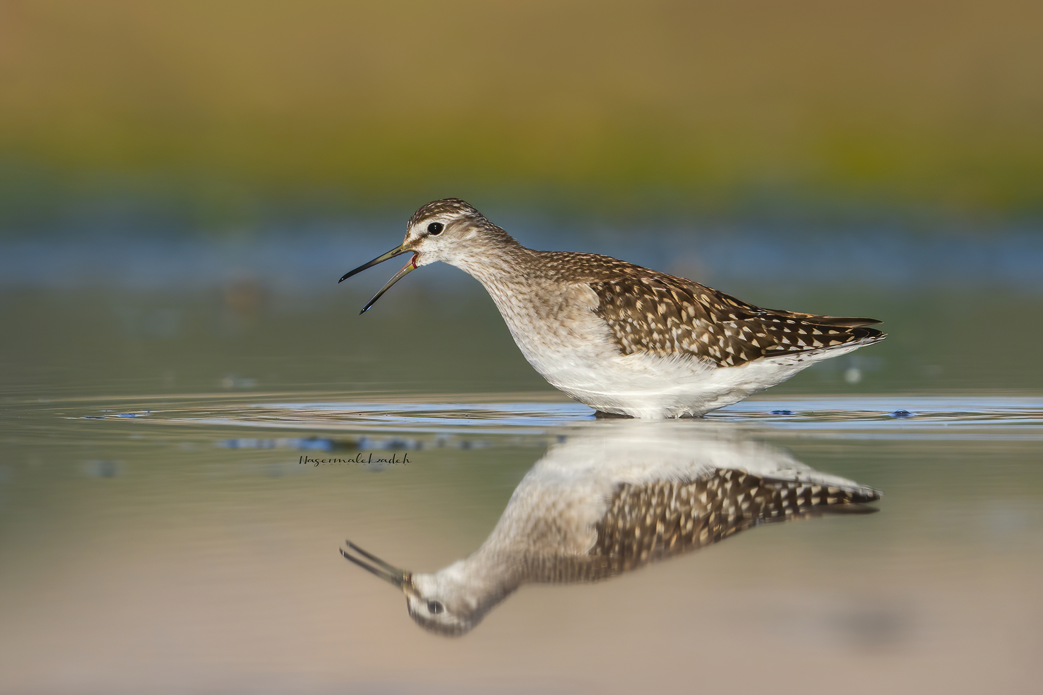 Wood sandpiper