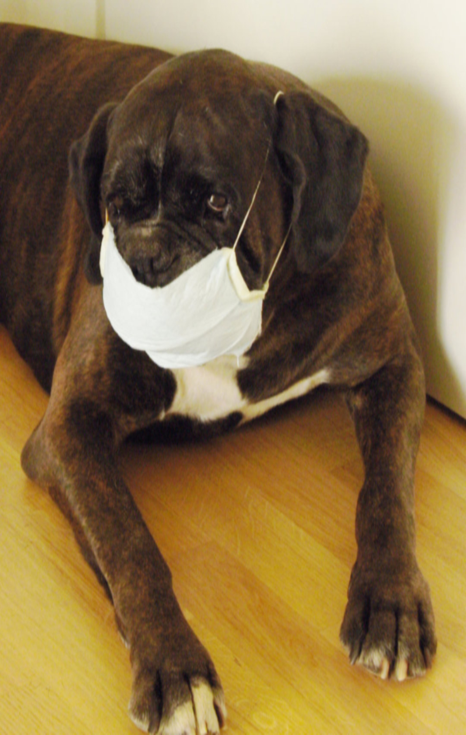 my dog against covid