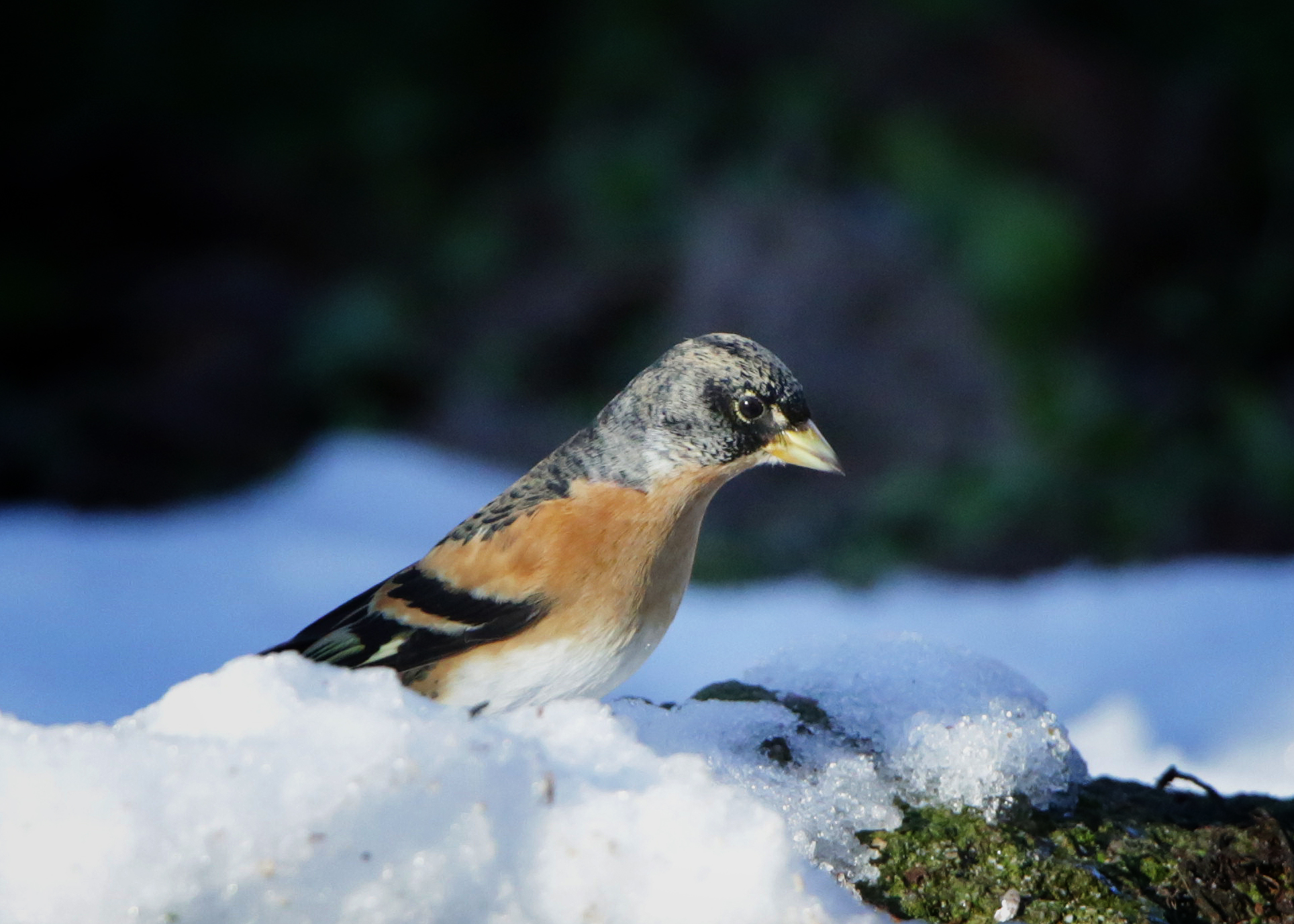 Peppola m in the snow