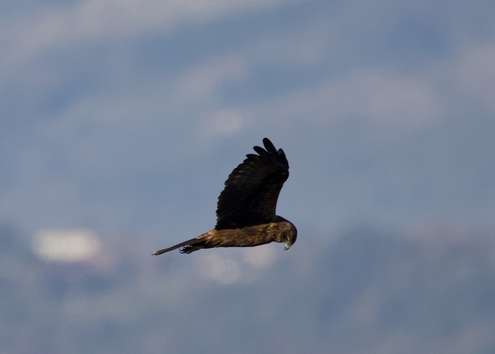 Buzzard