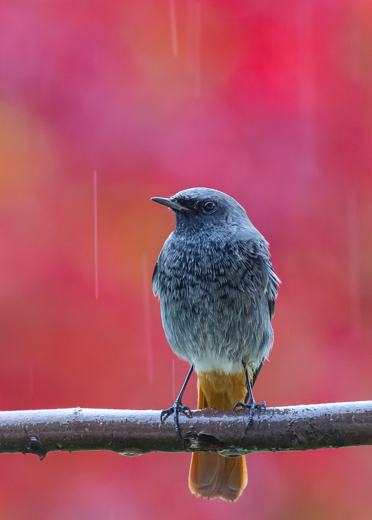 Codirosso in zona rossa