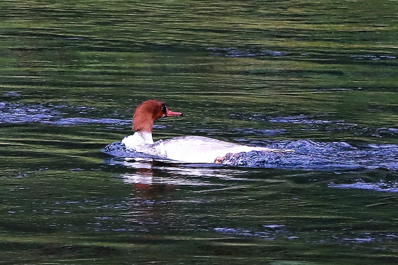 merganser