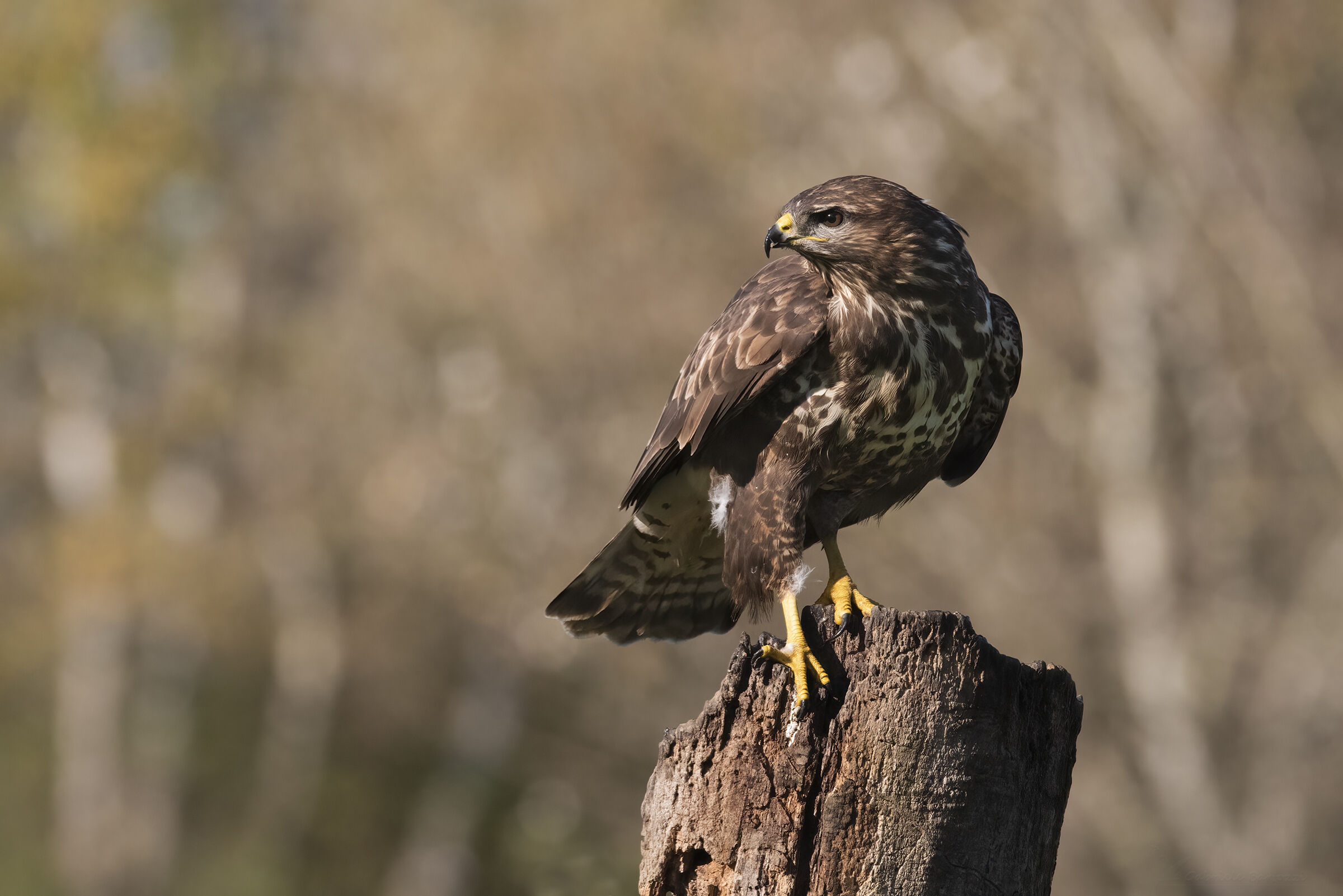 Buzzard