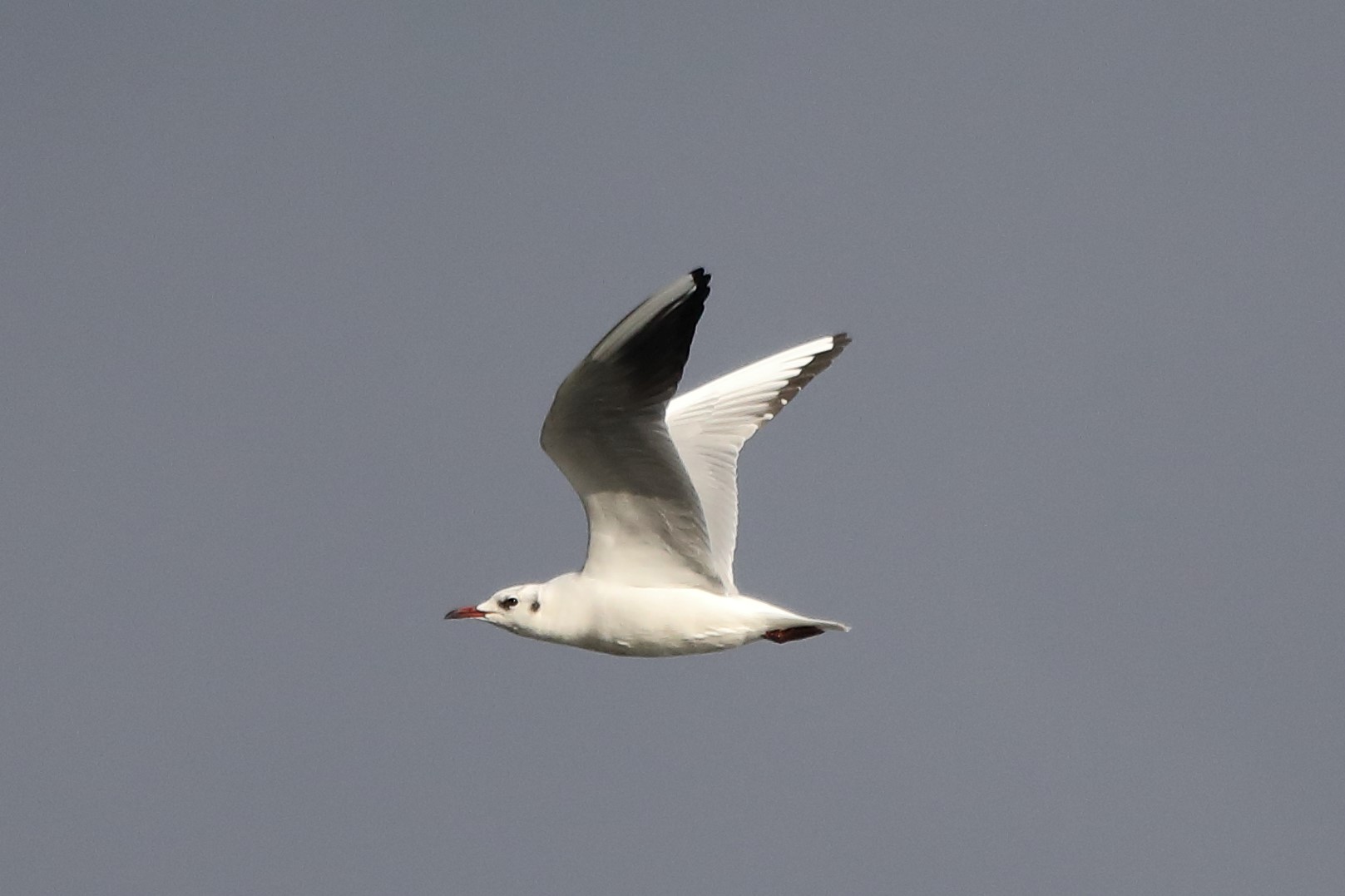 Land gull