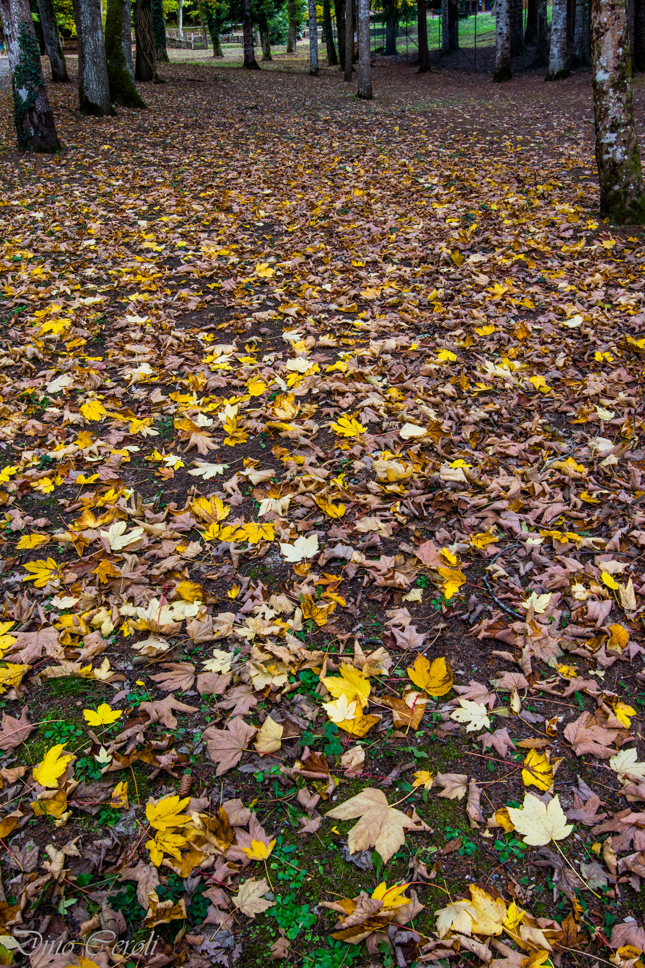 Autumn Leaves 1