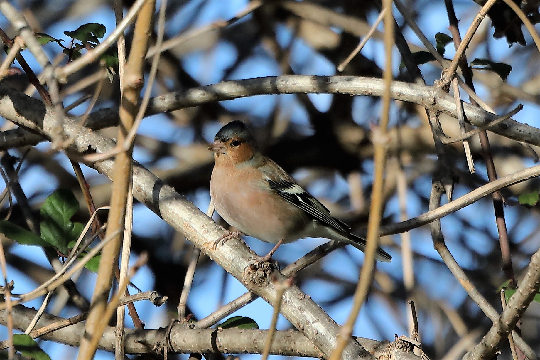 Chaffinch